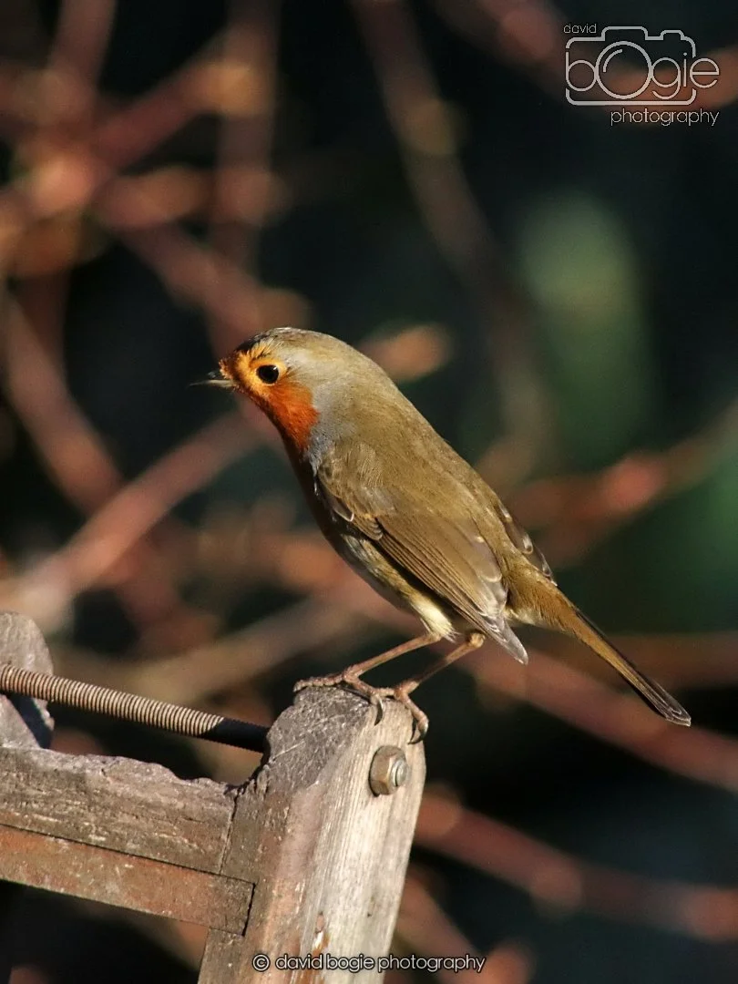 20251231 134514 Silverburn 0238.JPG