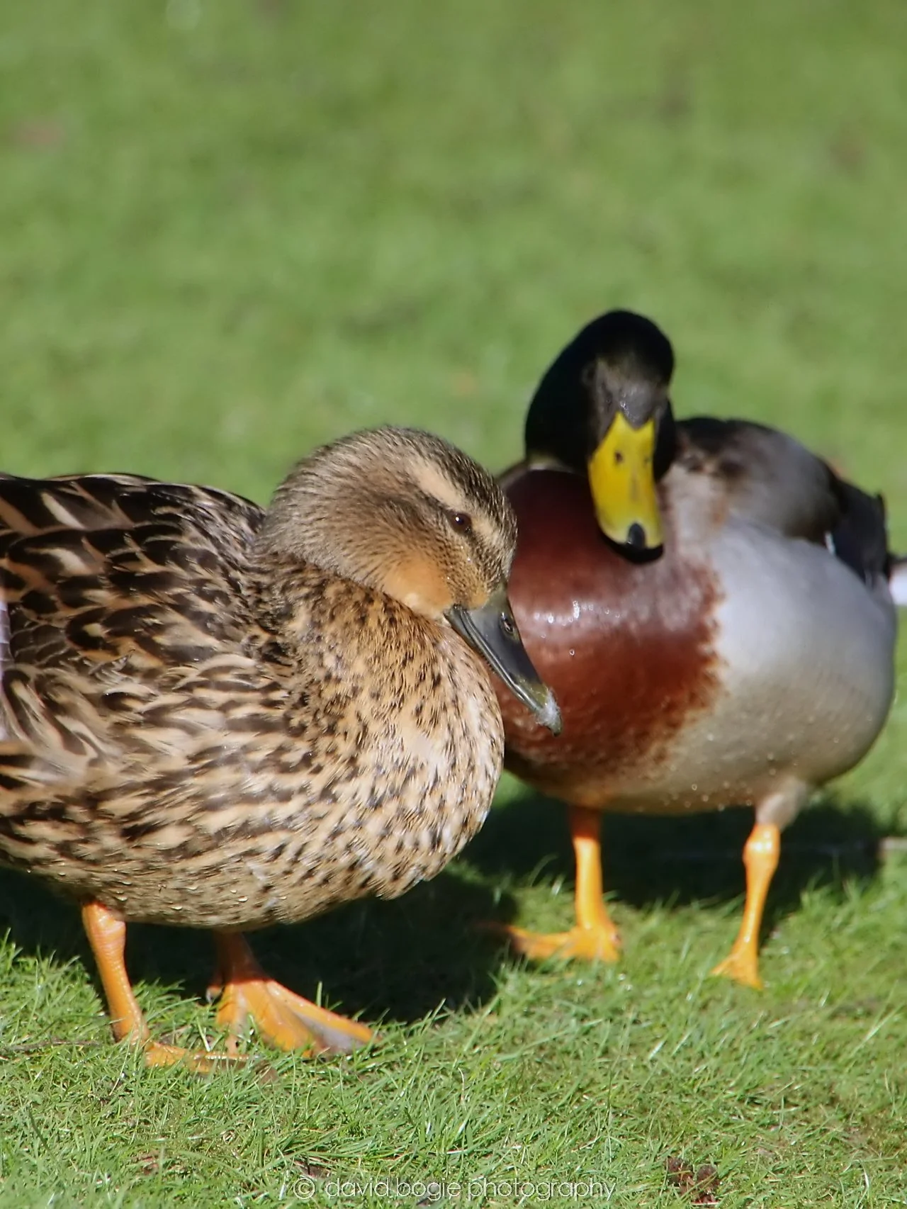 YEAR20240207 Lochore Meadows 0290.jpg