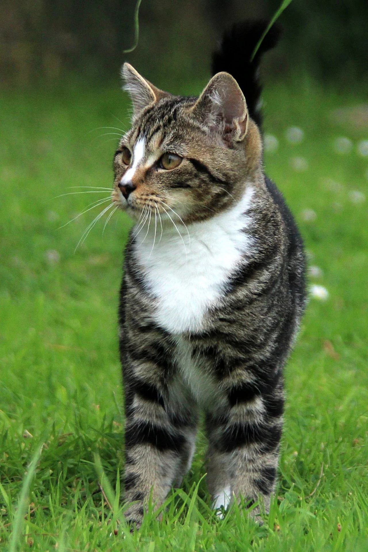 CATS 0099.jpg