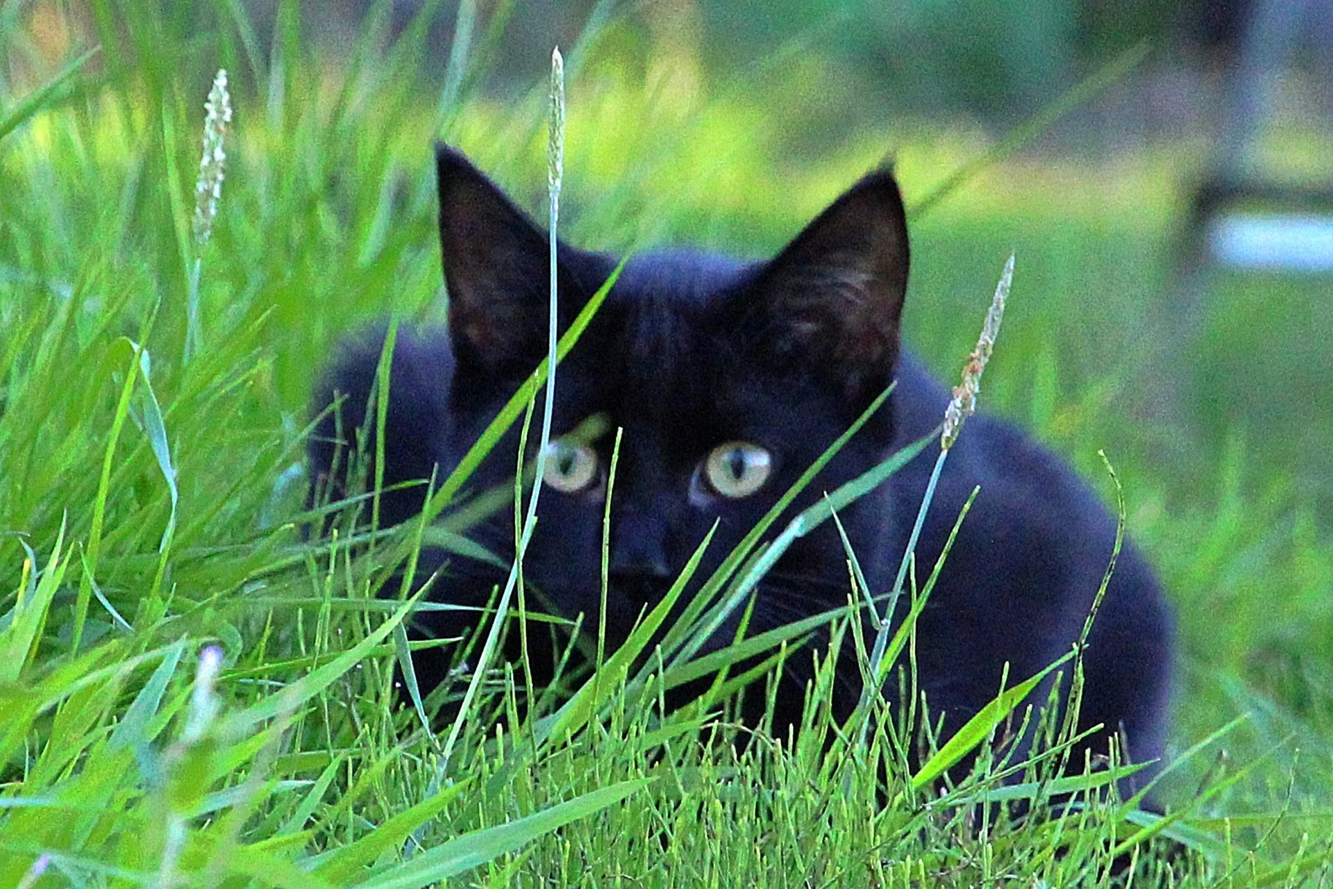 CATS 0217.jpg
