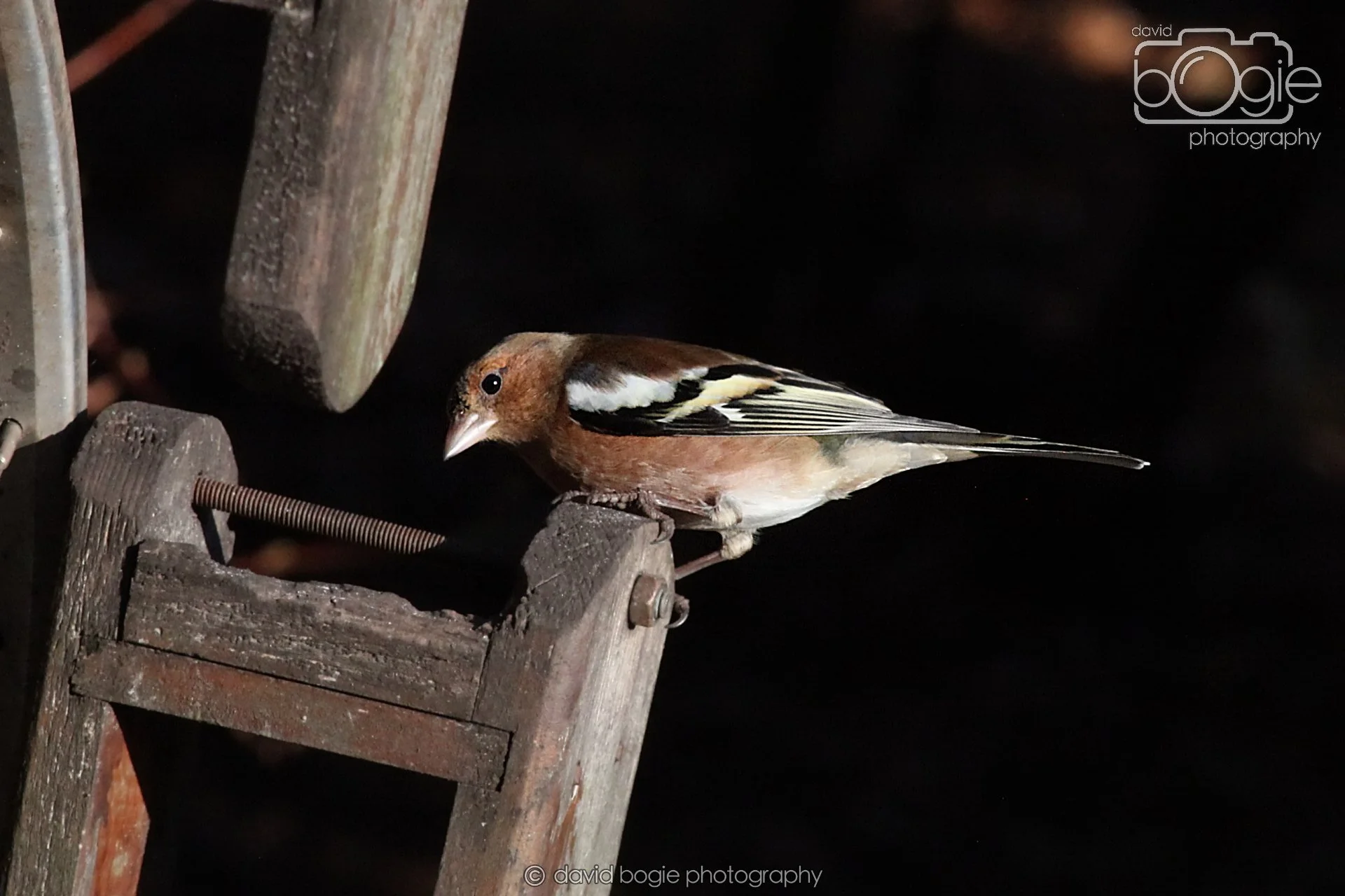 20251125 135718 Silverburn 0272.JPG