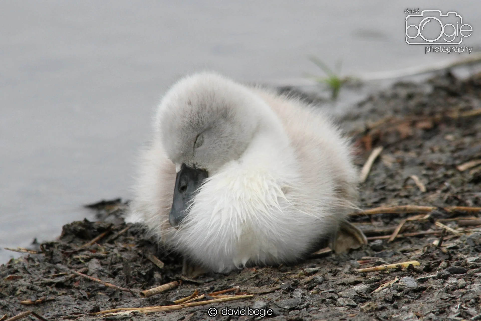 20230606 120815 Kinghorn 0069.jpg