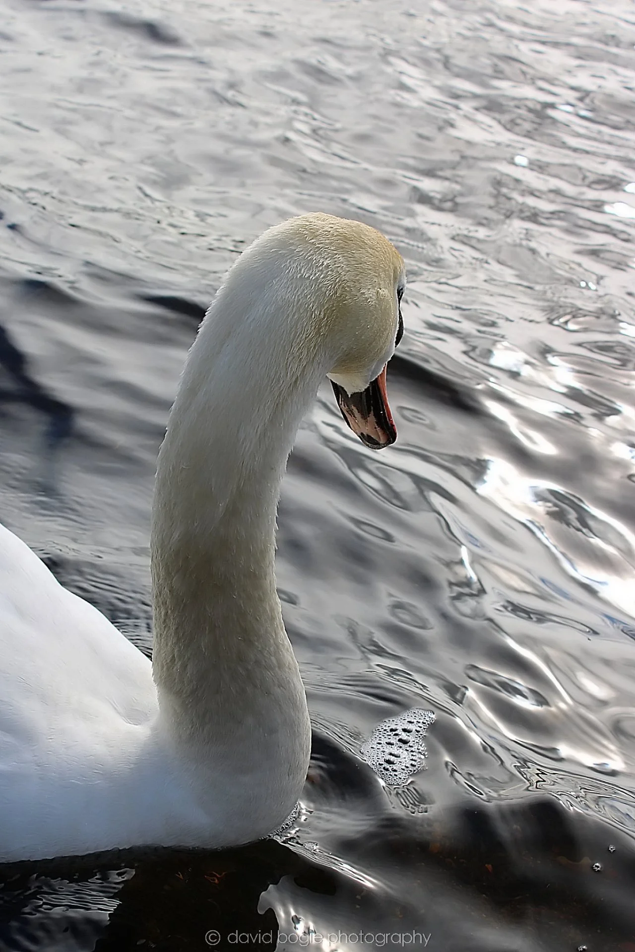 20190318 121915 Lochore 0009.jpg