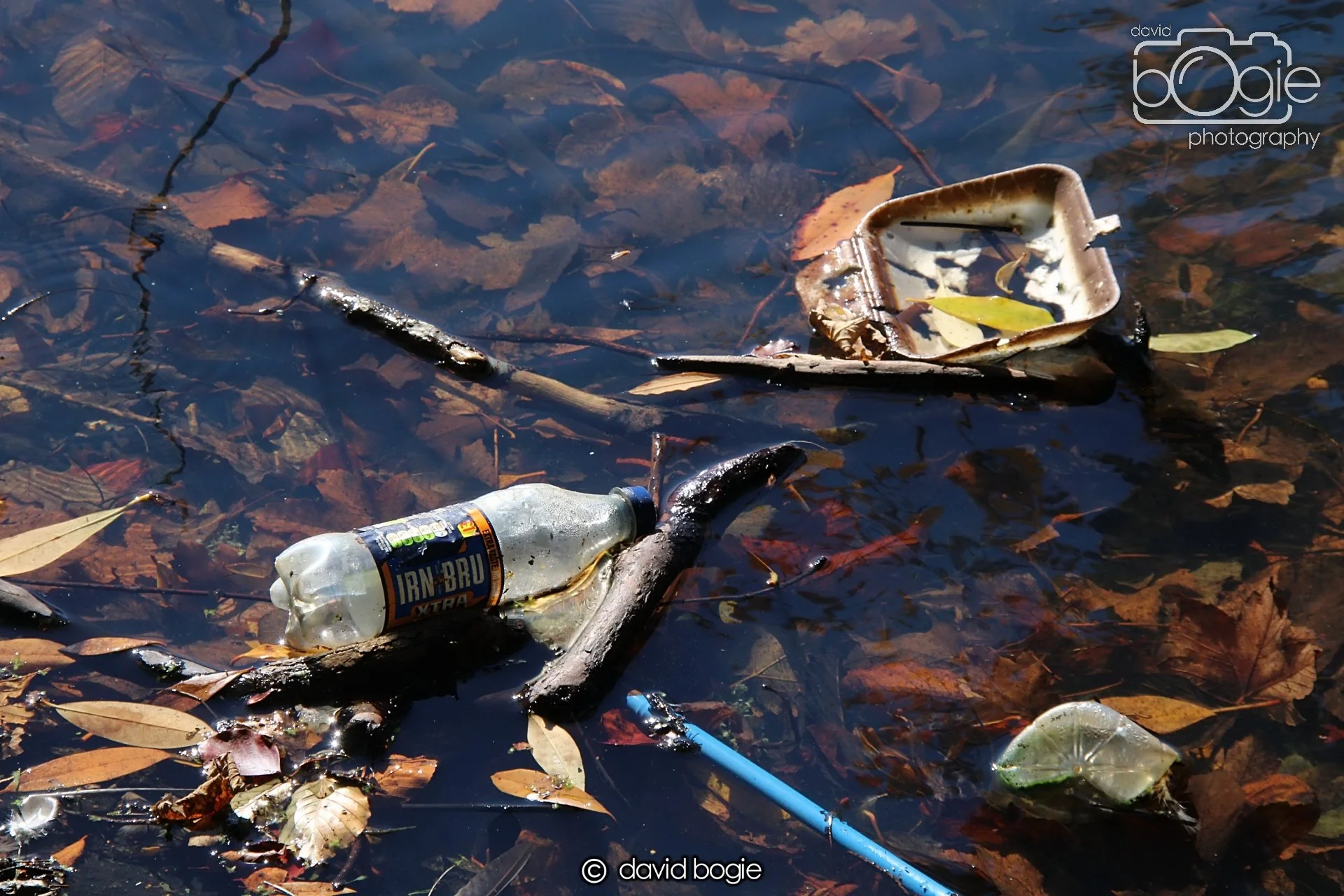 20240918 121610 Beveridge 0229.JPG