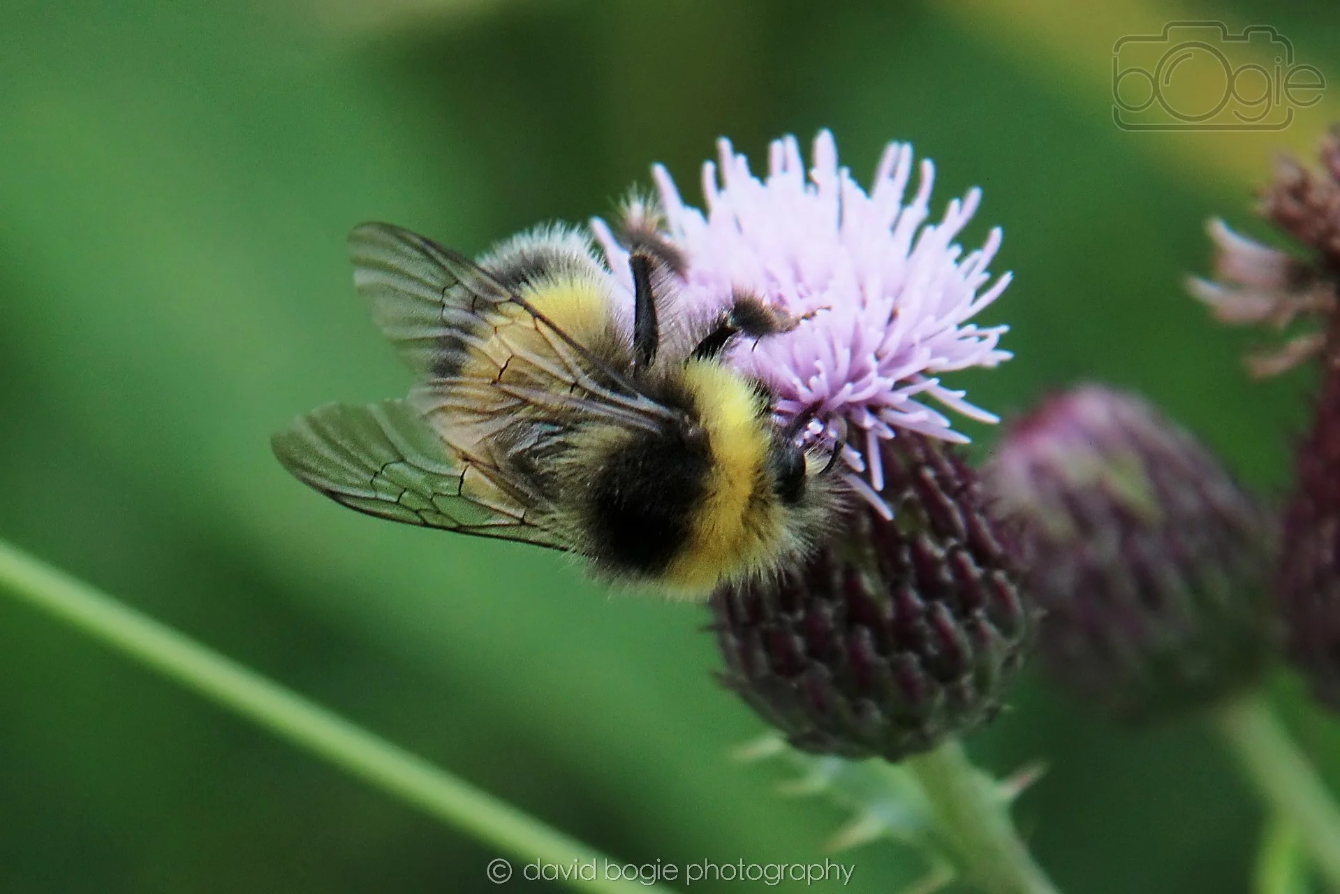 20230710 Lochore Meadows 122000 00001.jpg