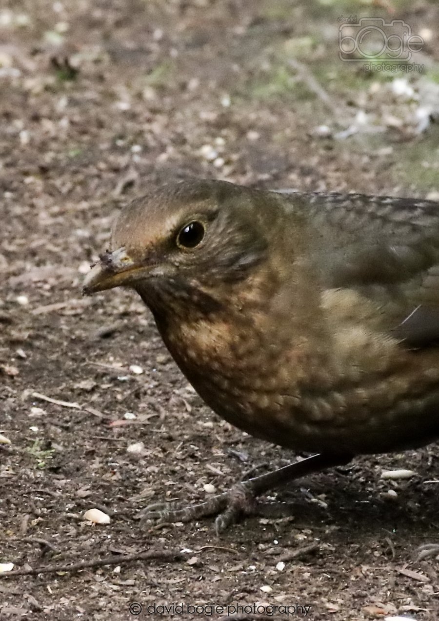 20260309 120758 Dunnikier 0615.jpg