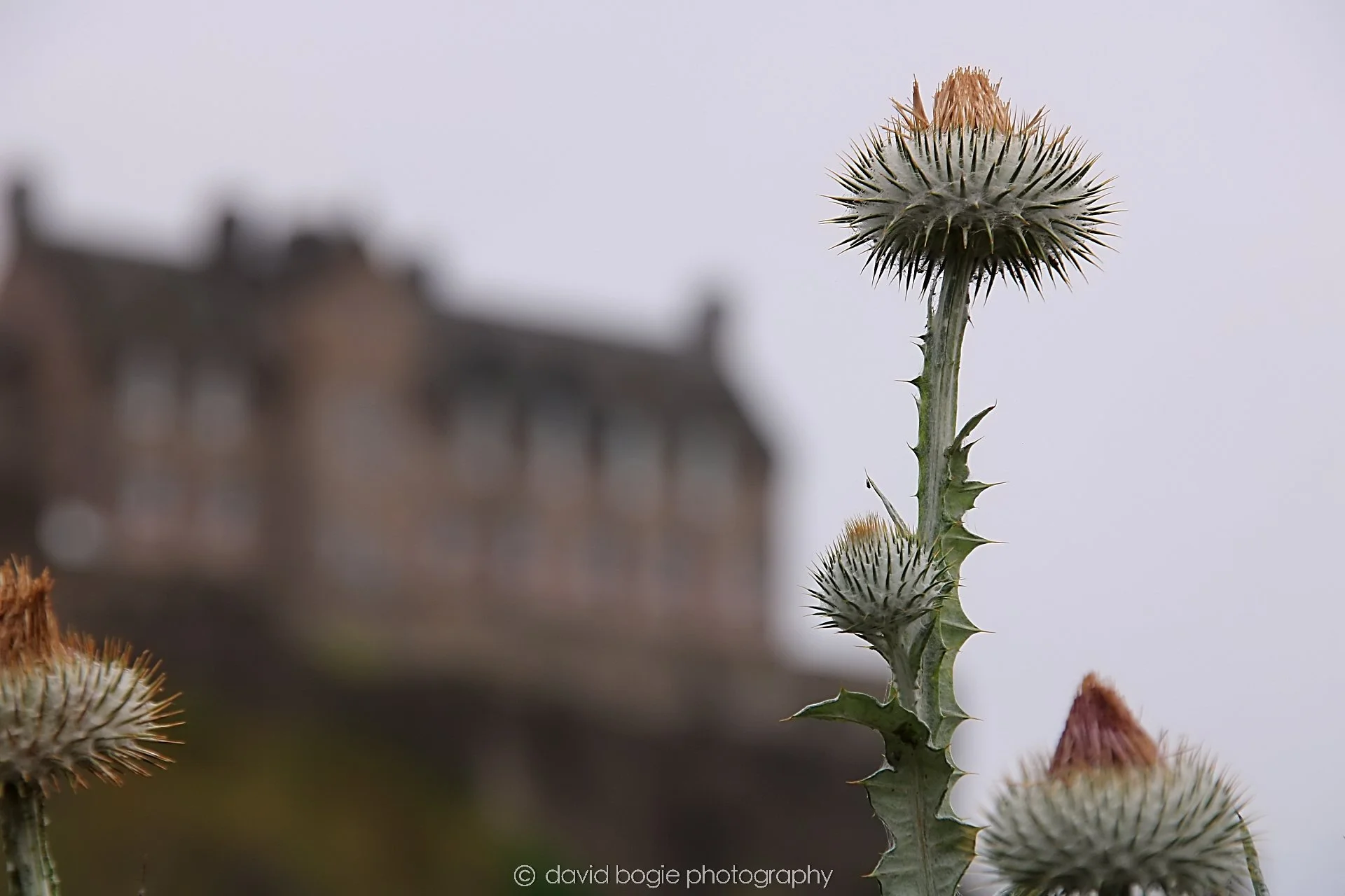 YEAR20240808 151828 Edinburgh 0134.jpg