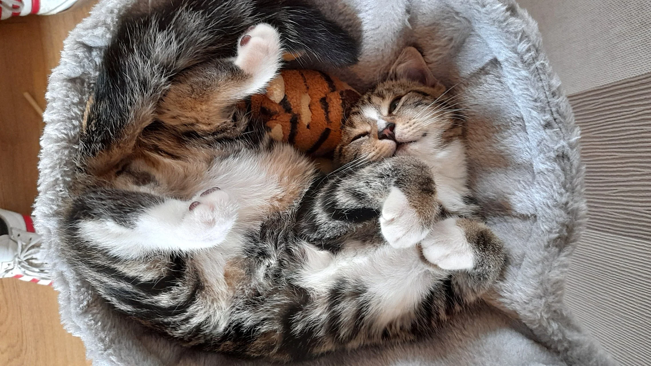 CATS 0074.jpg