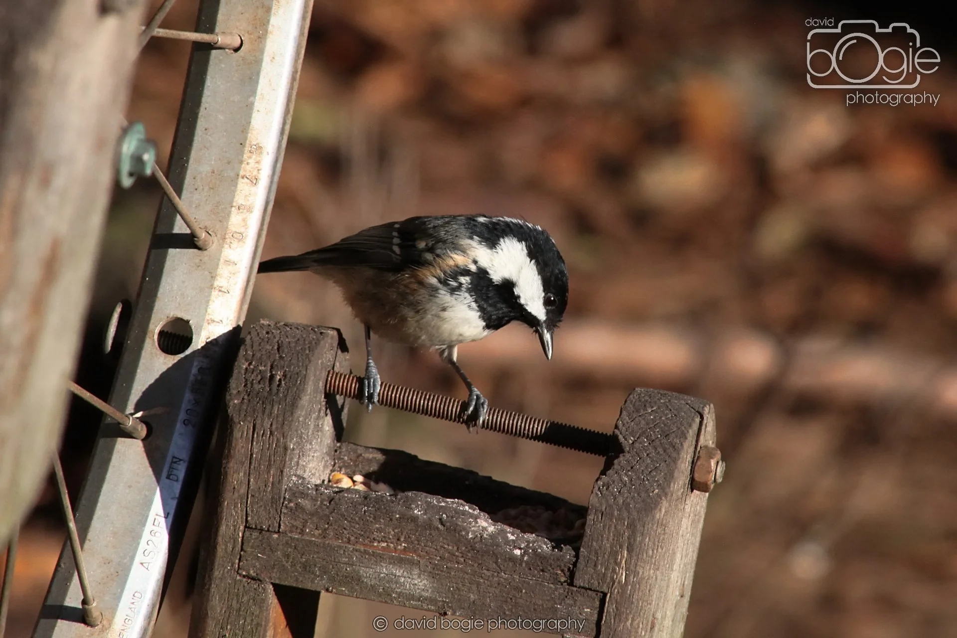 20251125 135038 Silverburn 0202.JPG