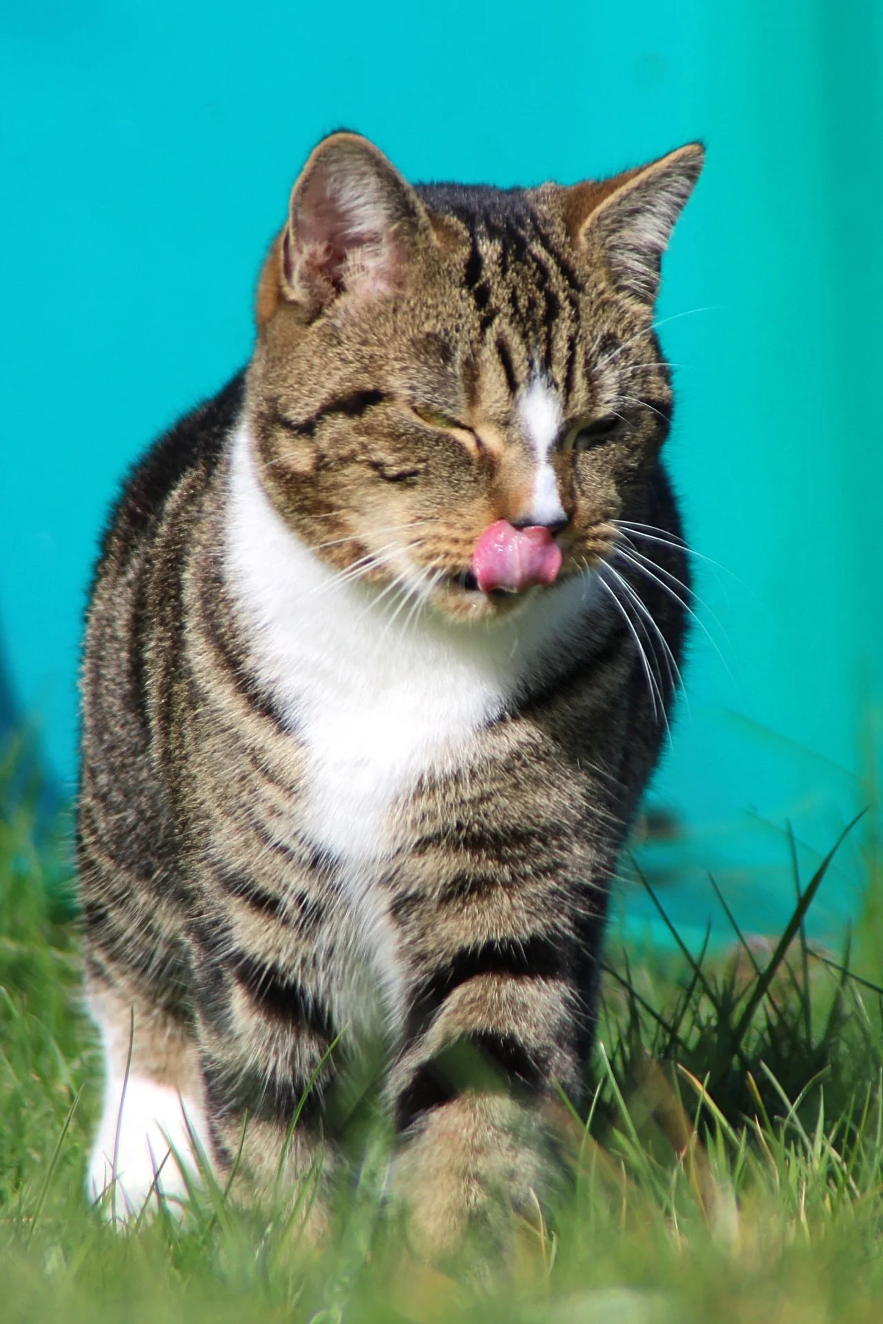 CATS 0142.jpg