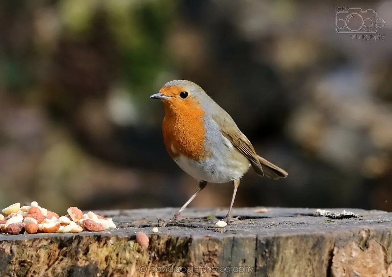 20260314 140246 Silverburn 0055.jpg