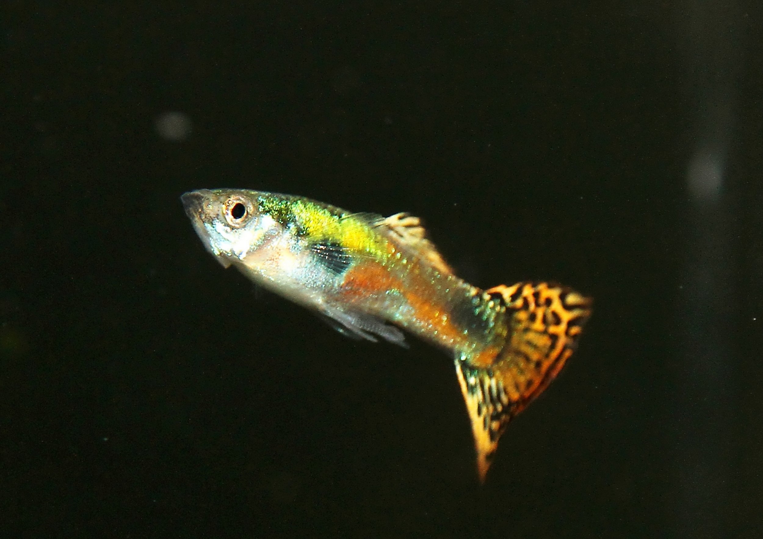 20260331 112320 K&S 0523.jpg