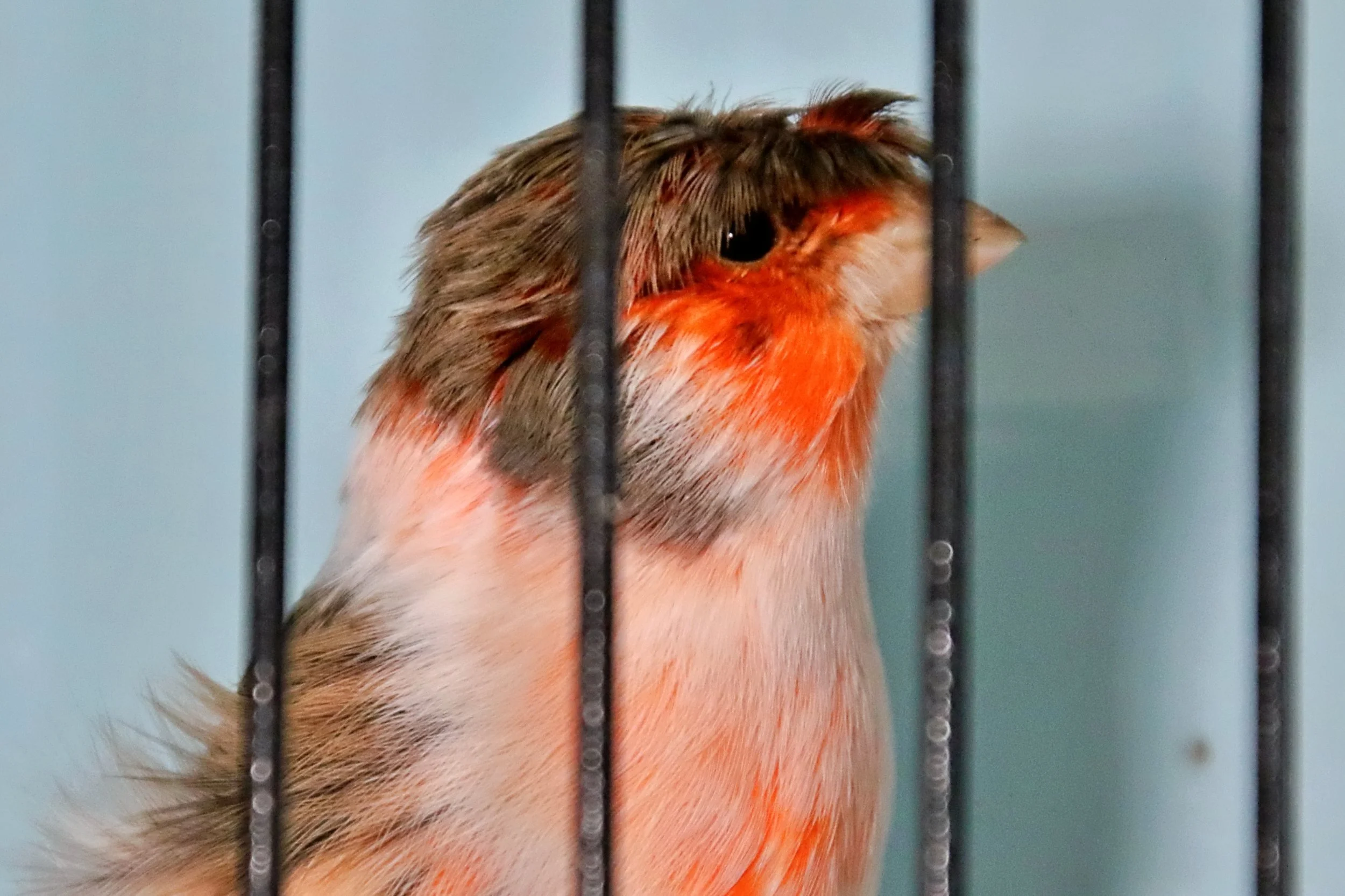 20251102 125959 Markinch CBS  0657.JPG