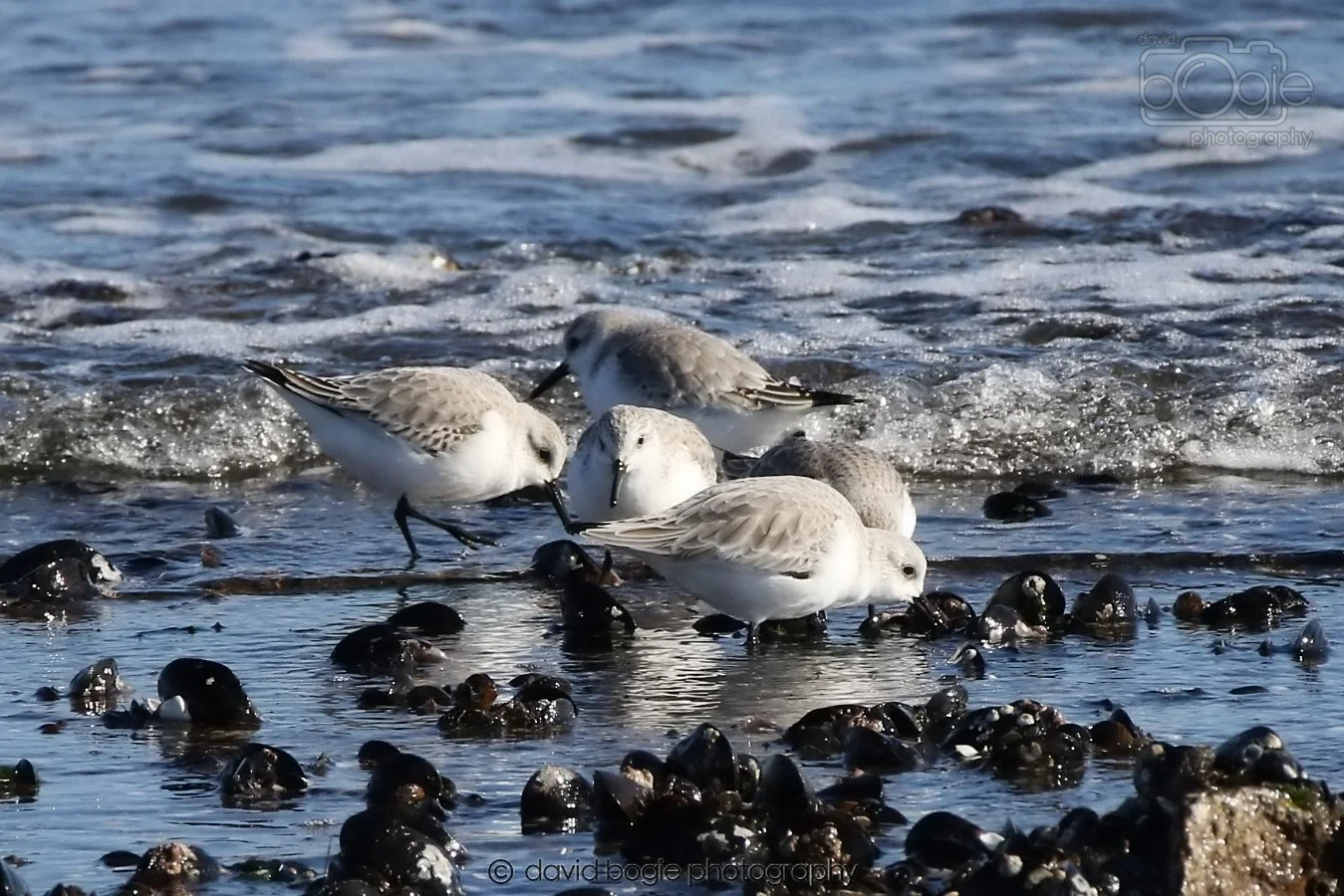 20260307 111123 Kirkcaldy 0050.jpg