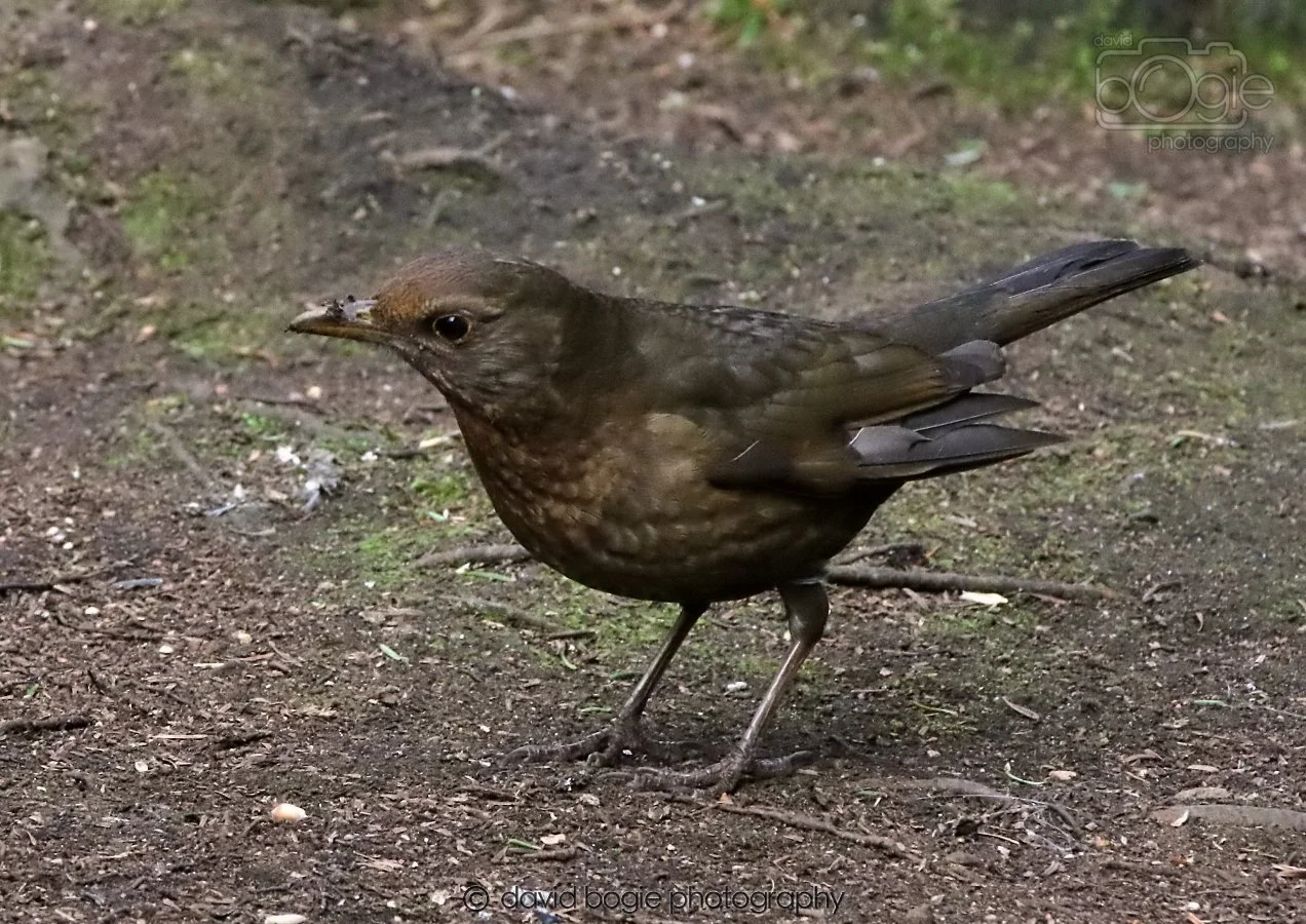 20260309 120755 Dunnikier 0609.jpg