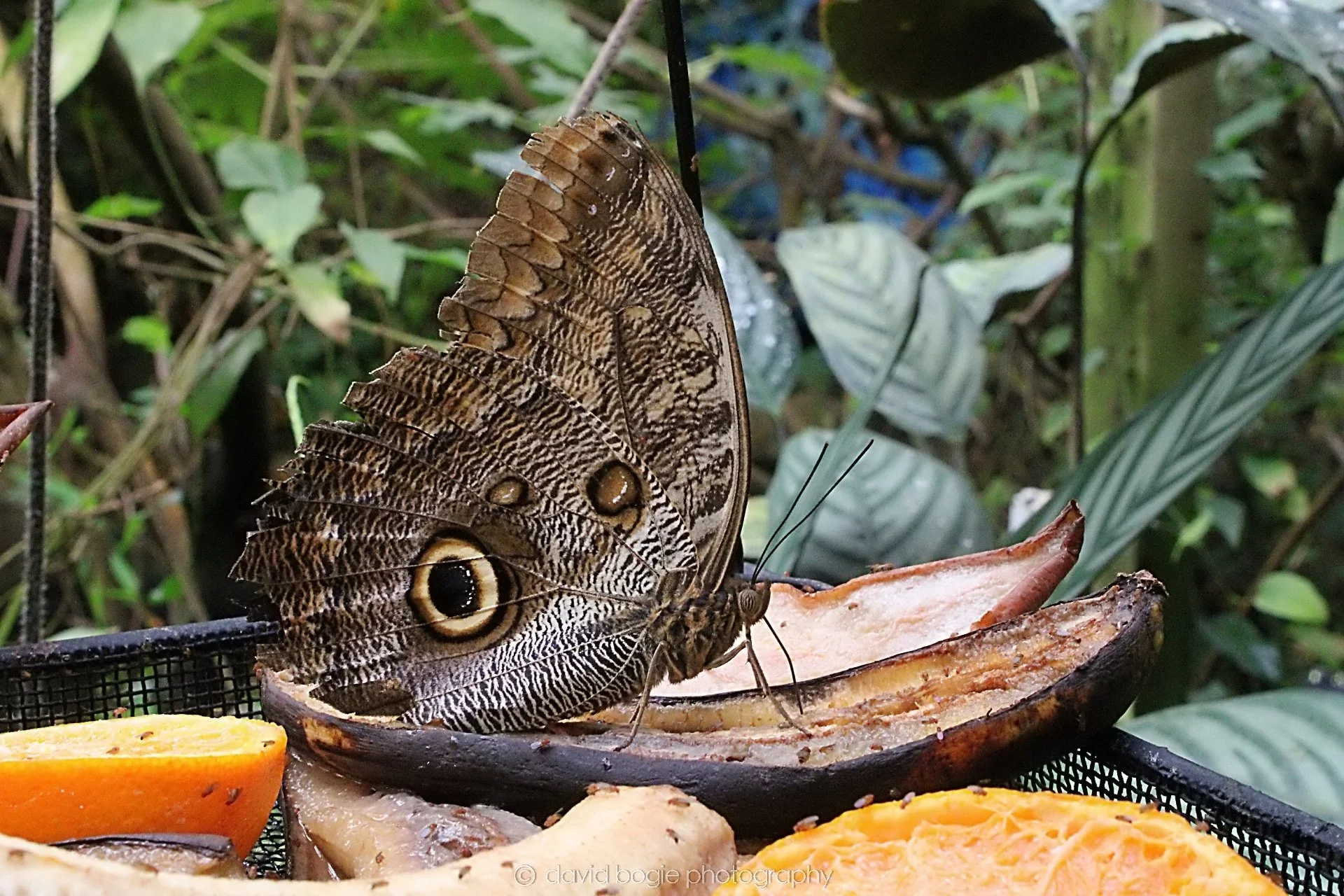 20191019 131038 Butterfly World 0040.jpg