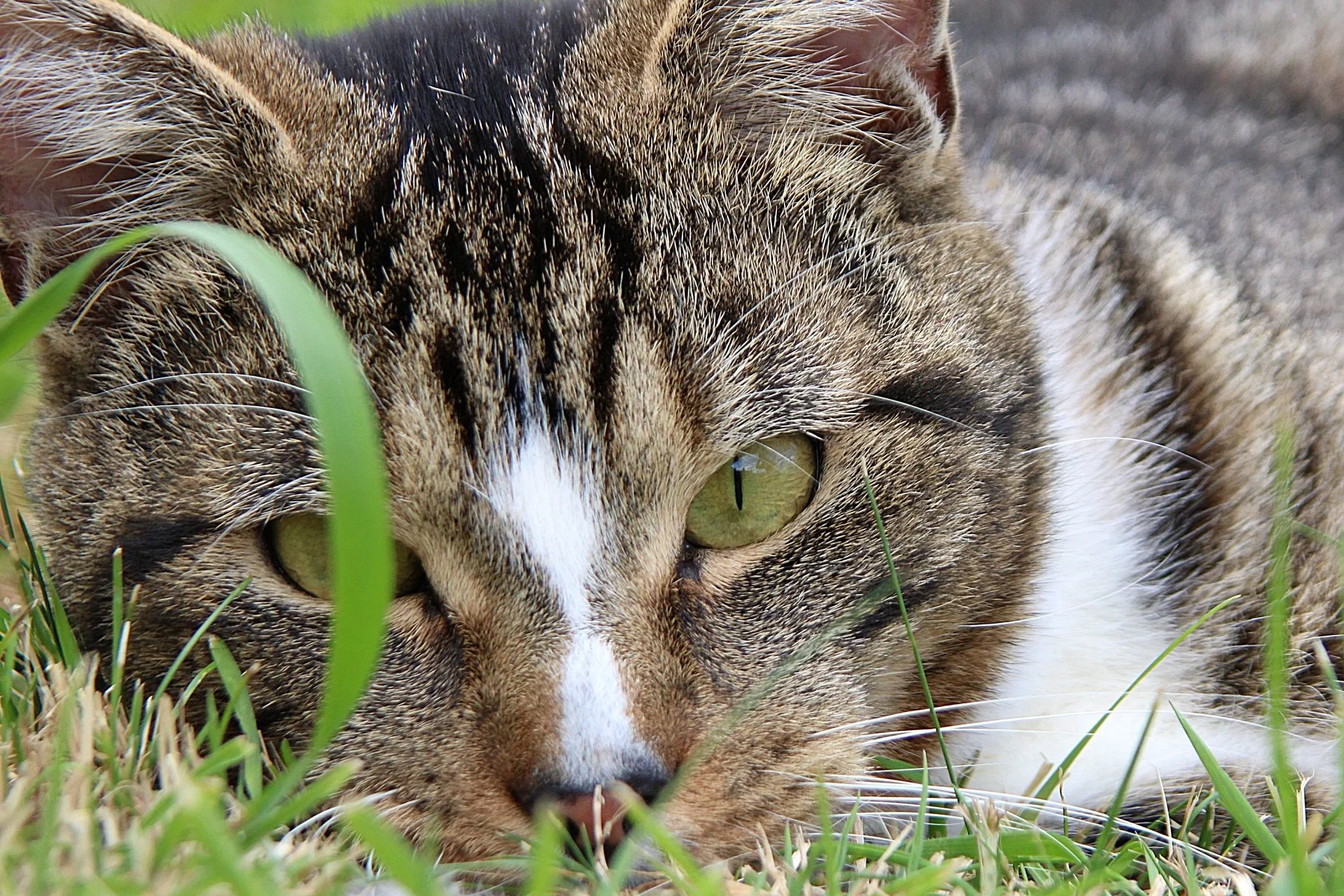 CATS 0277.jpg