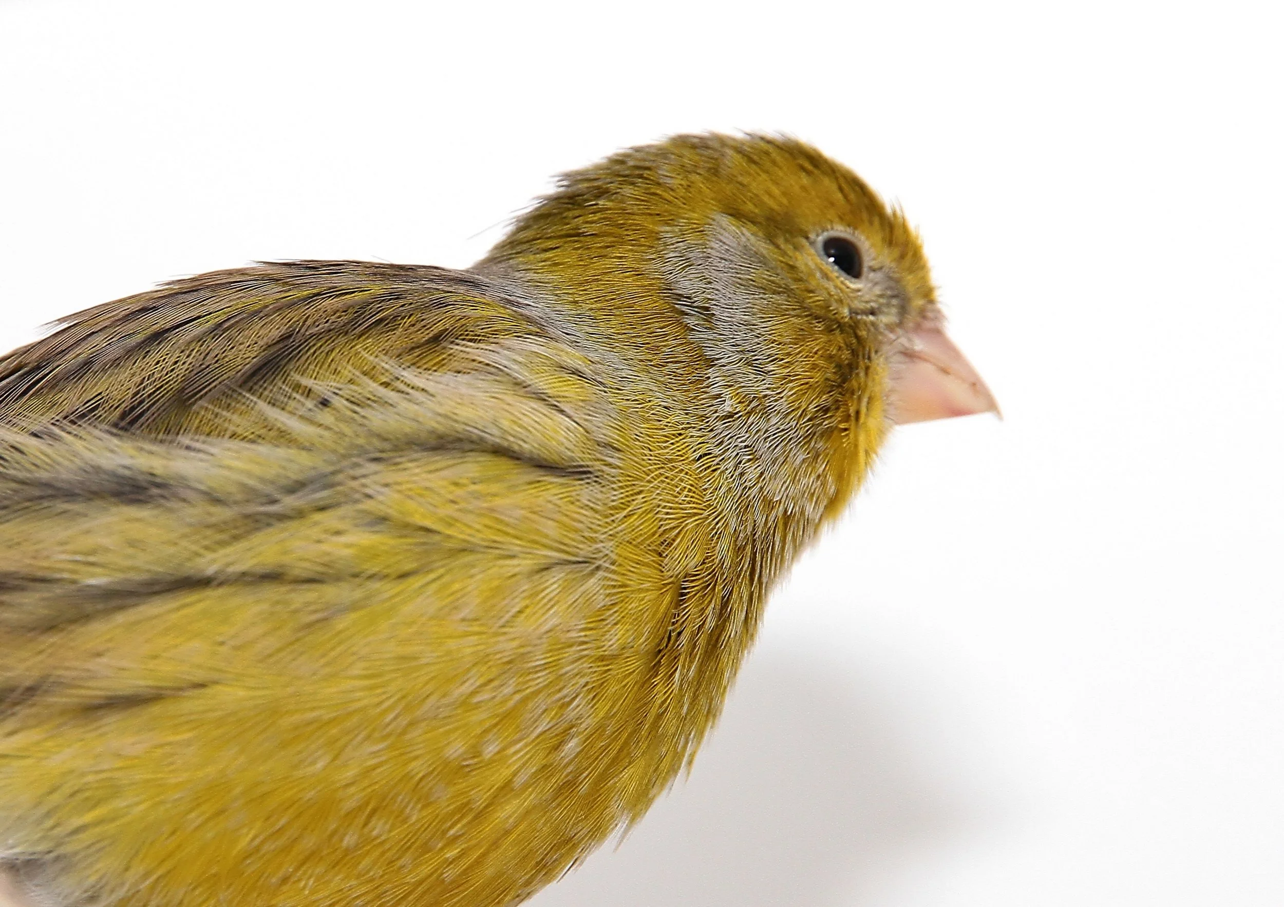 20260331 111611 K&S 0397.jpg