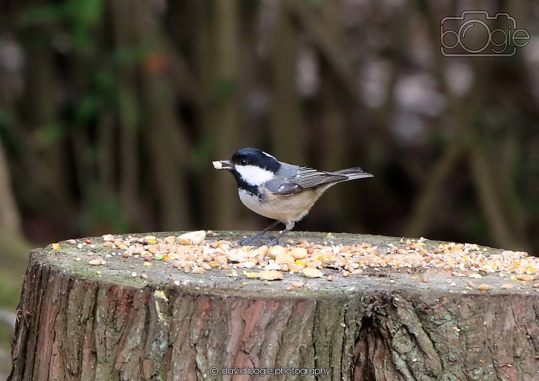 20260330 121545 Dunnikier 0397.jpg