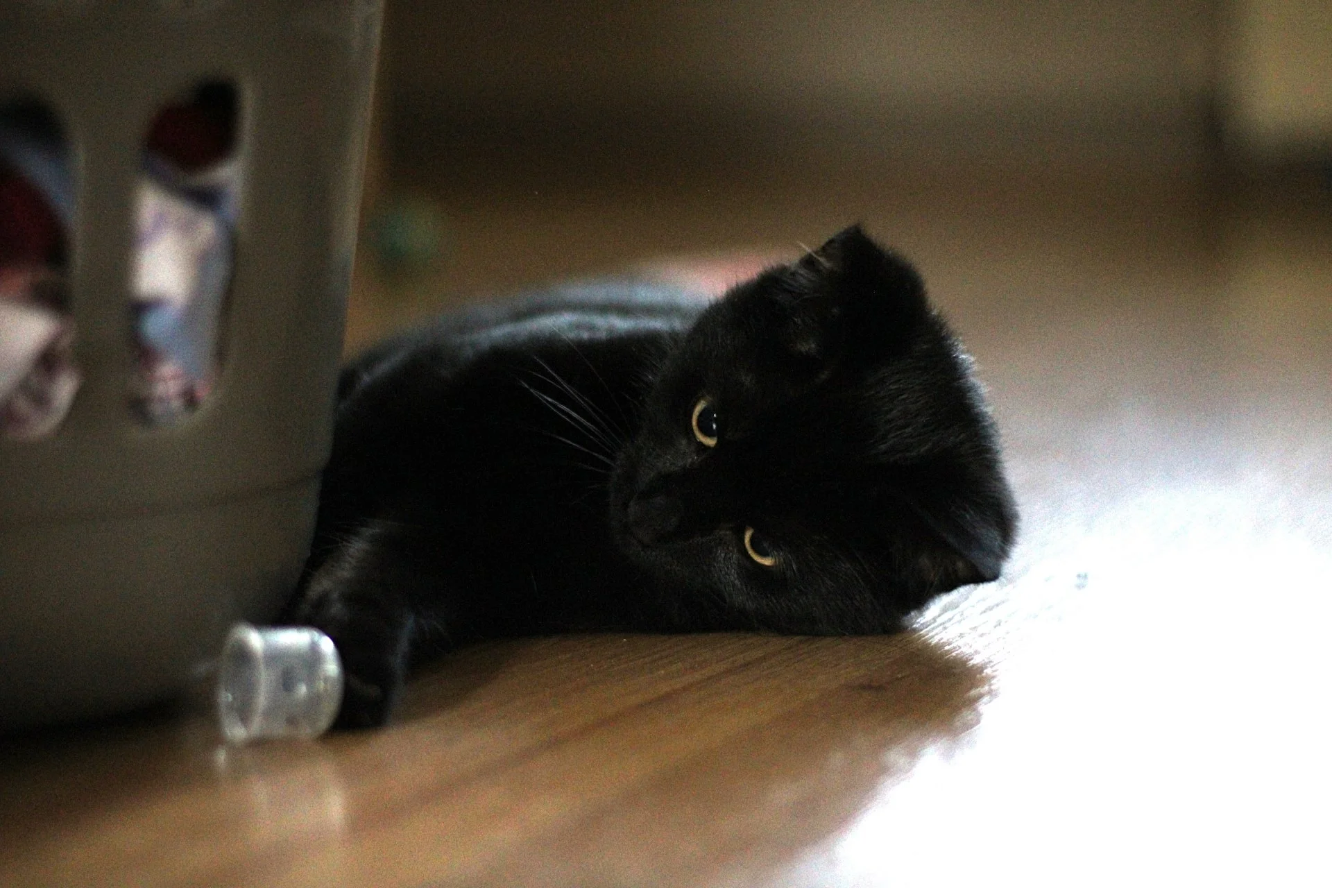 CATS 0206.jpg