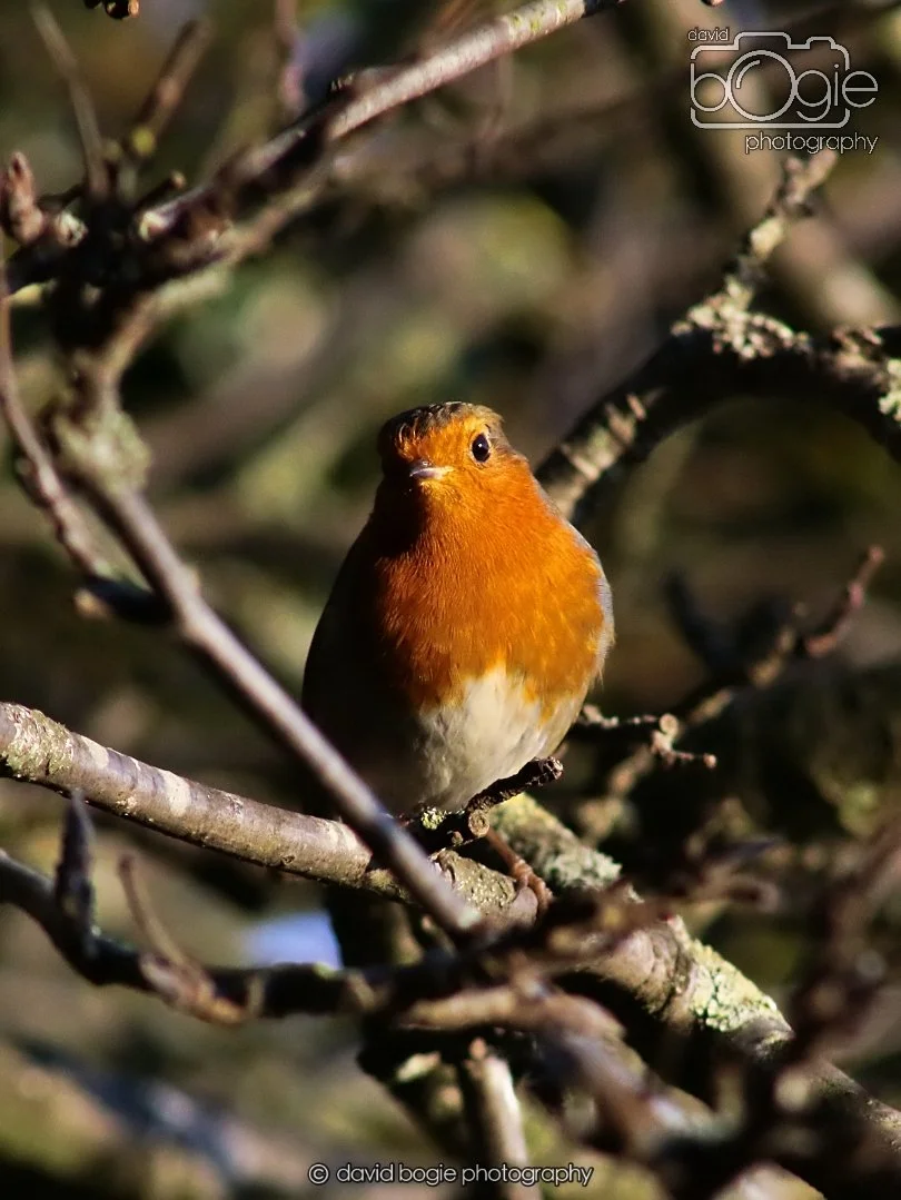 20251231 134558 Silverburn 0252.JPG