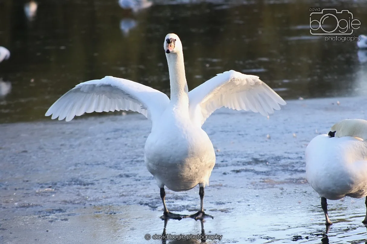 20260103 112030 Beveridge Park 0041.JPG