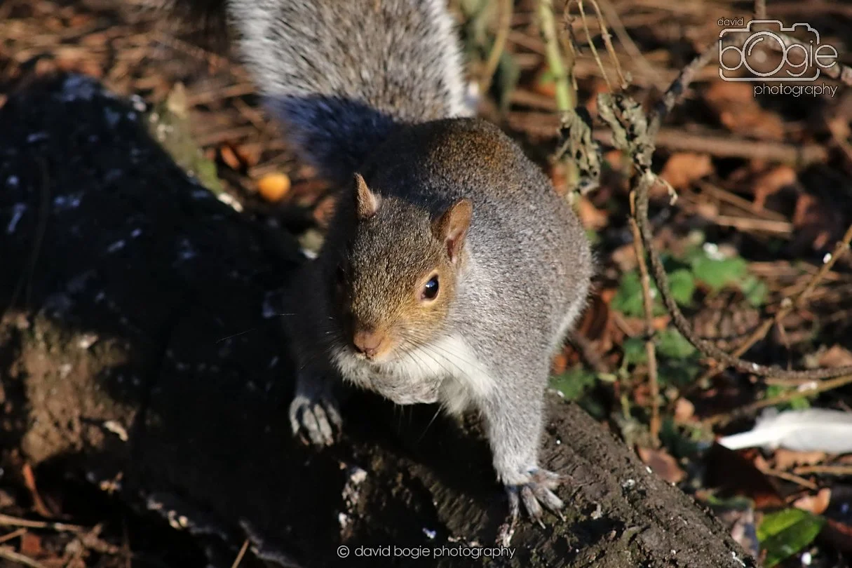 20251231 134954 Silverburn 0285.JPG