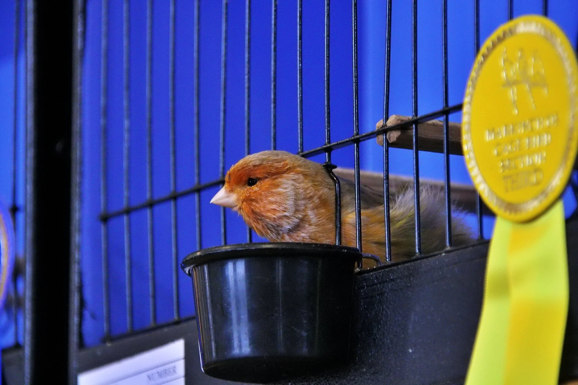 20241103 135217 MCBS Show 0678.JPG