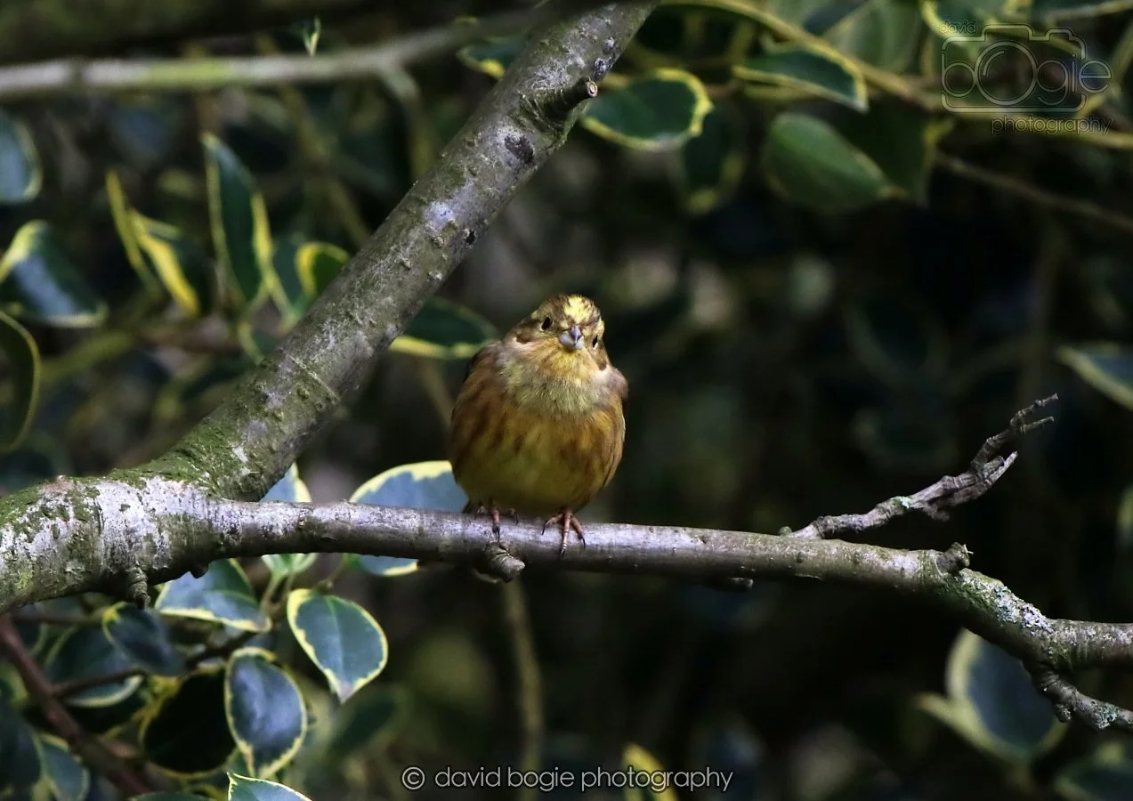 20260215 130450 Silverburn 0045.jpg