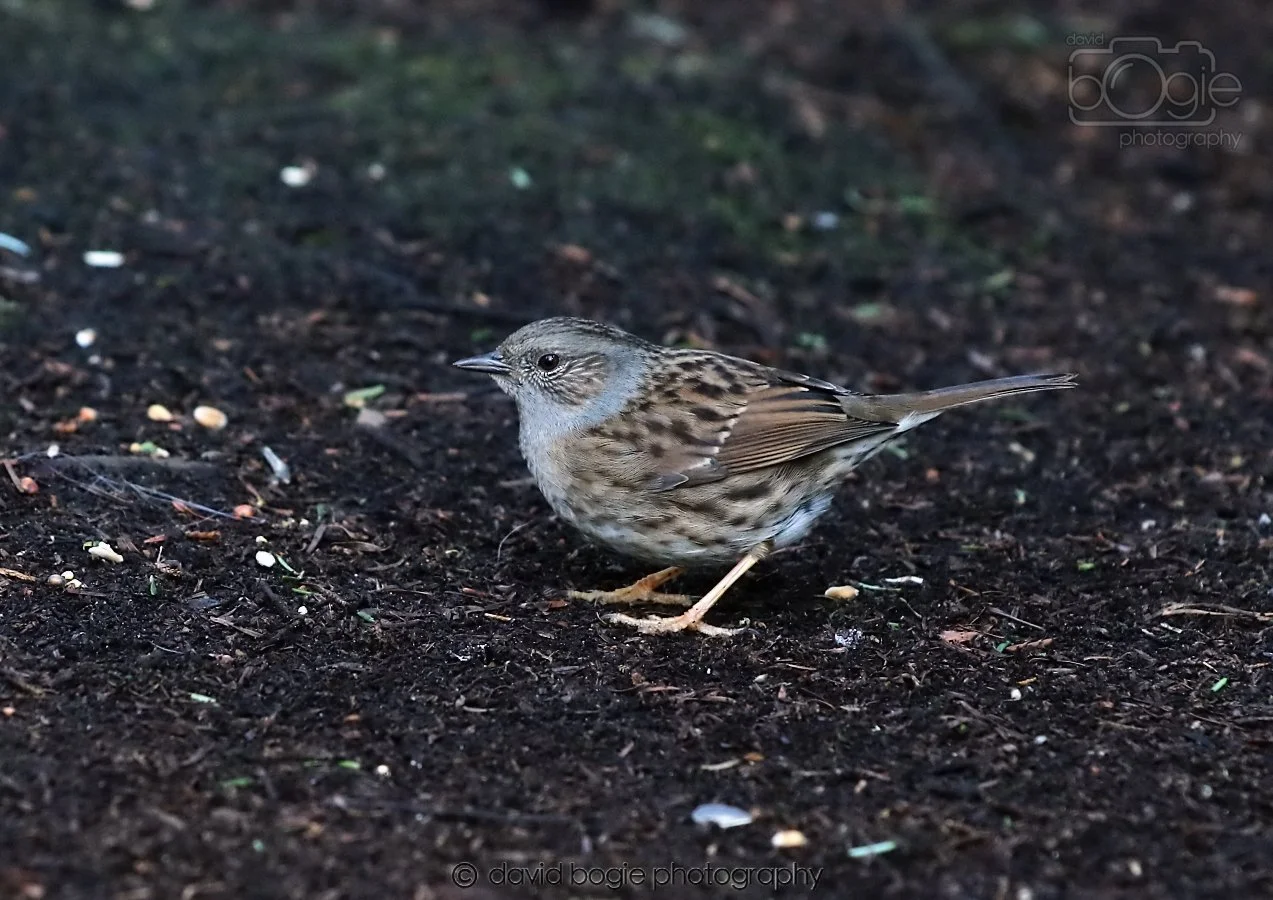 20260306 114830 Dunnikier 0283.jpg