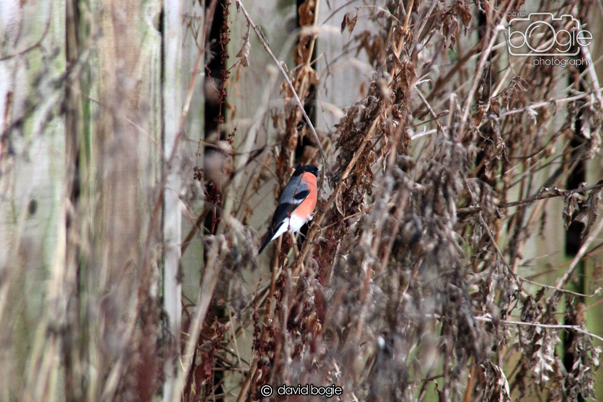 20220108 Dunfermline 00008.JPG