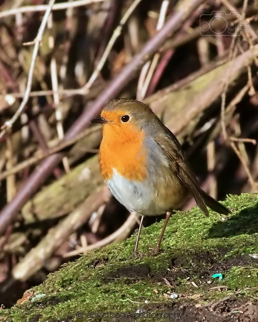 20260128 134441 Dunnikier 0268.jpg