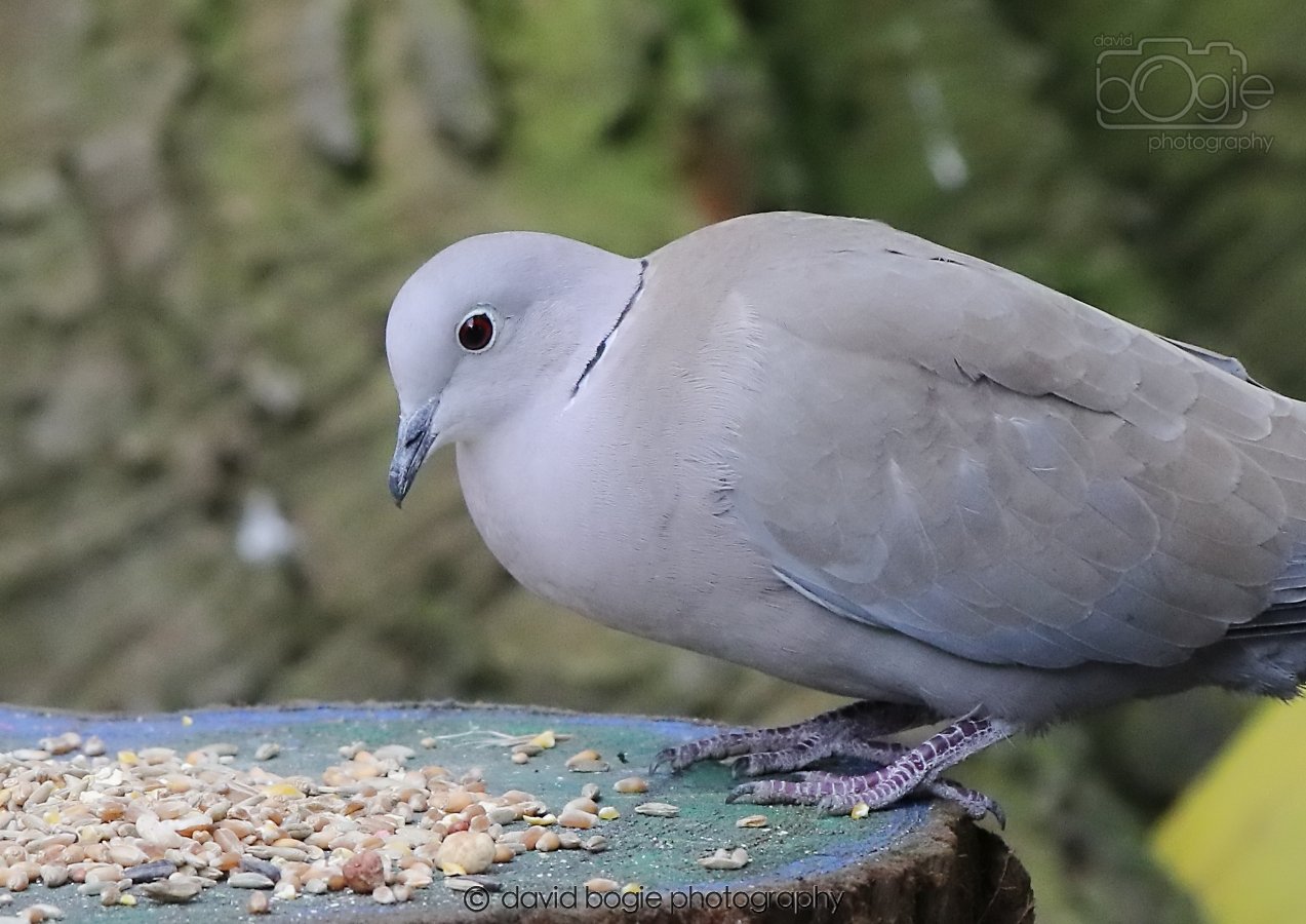 20260309 114225 Dunnikier 0291.jpg