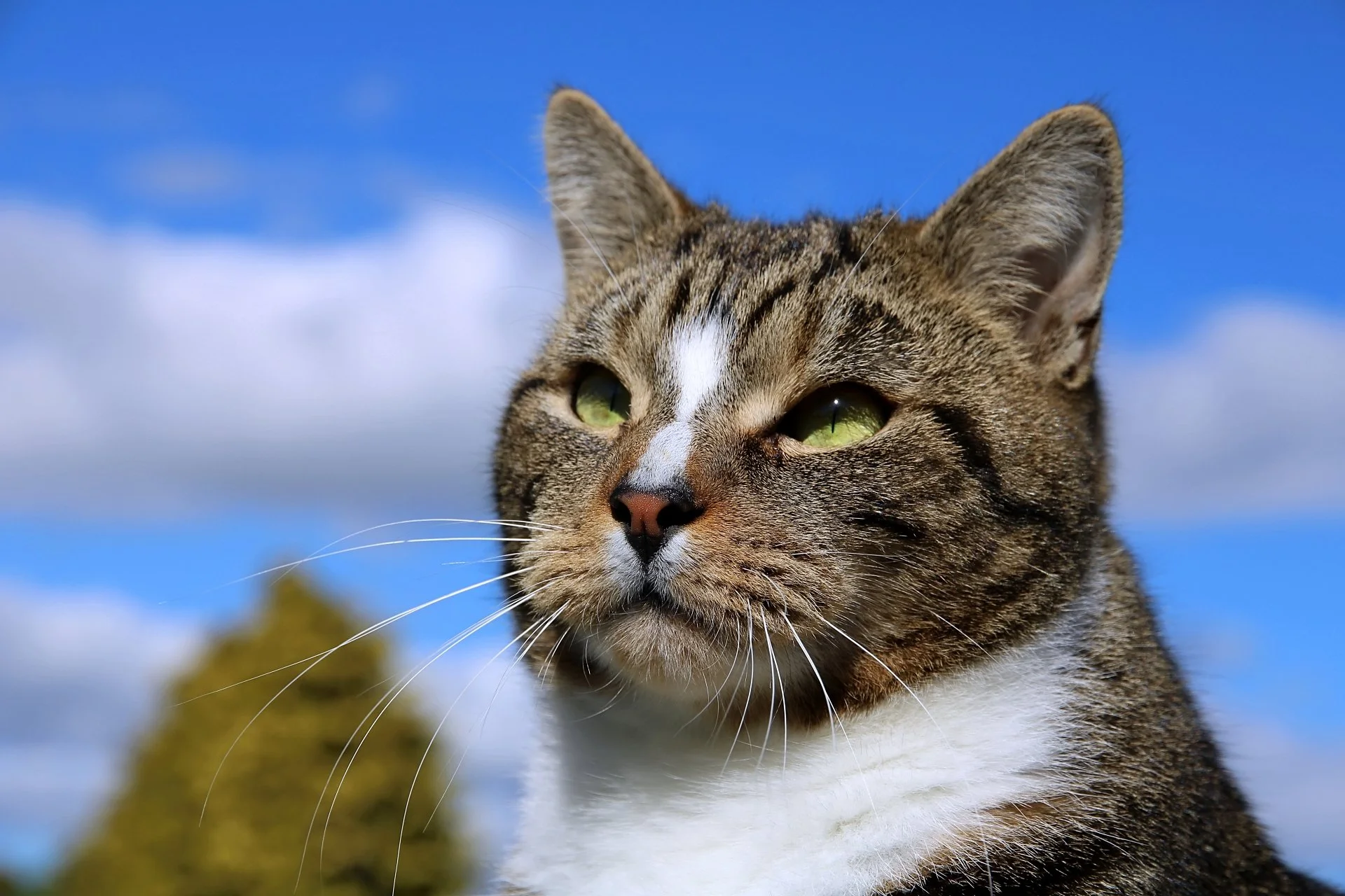 CATS 0325.jpg