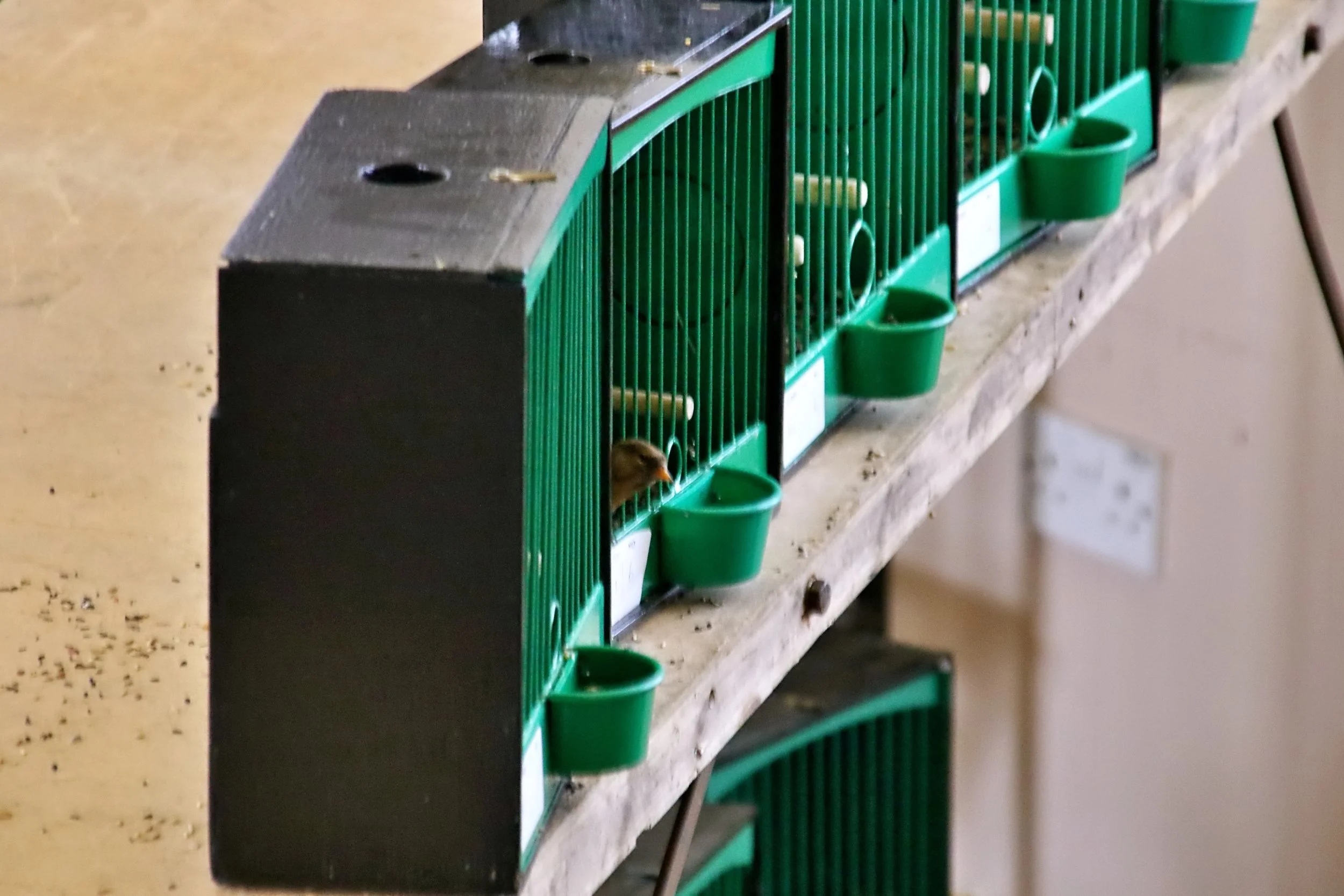 20251102 122343 Markinch CBS  0404.JPG