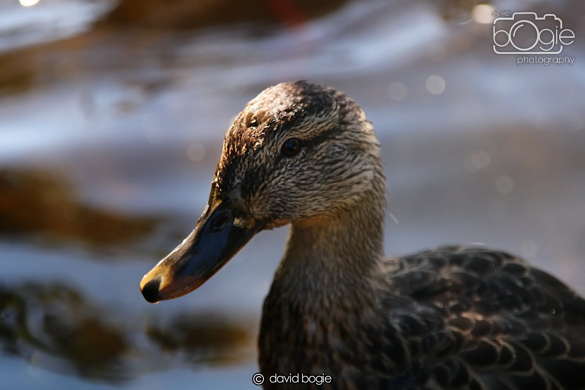 20240918 144430 Beveridge 0322.JPG