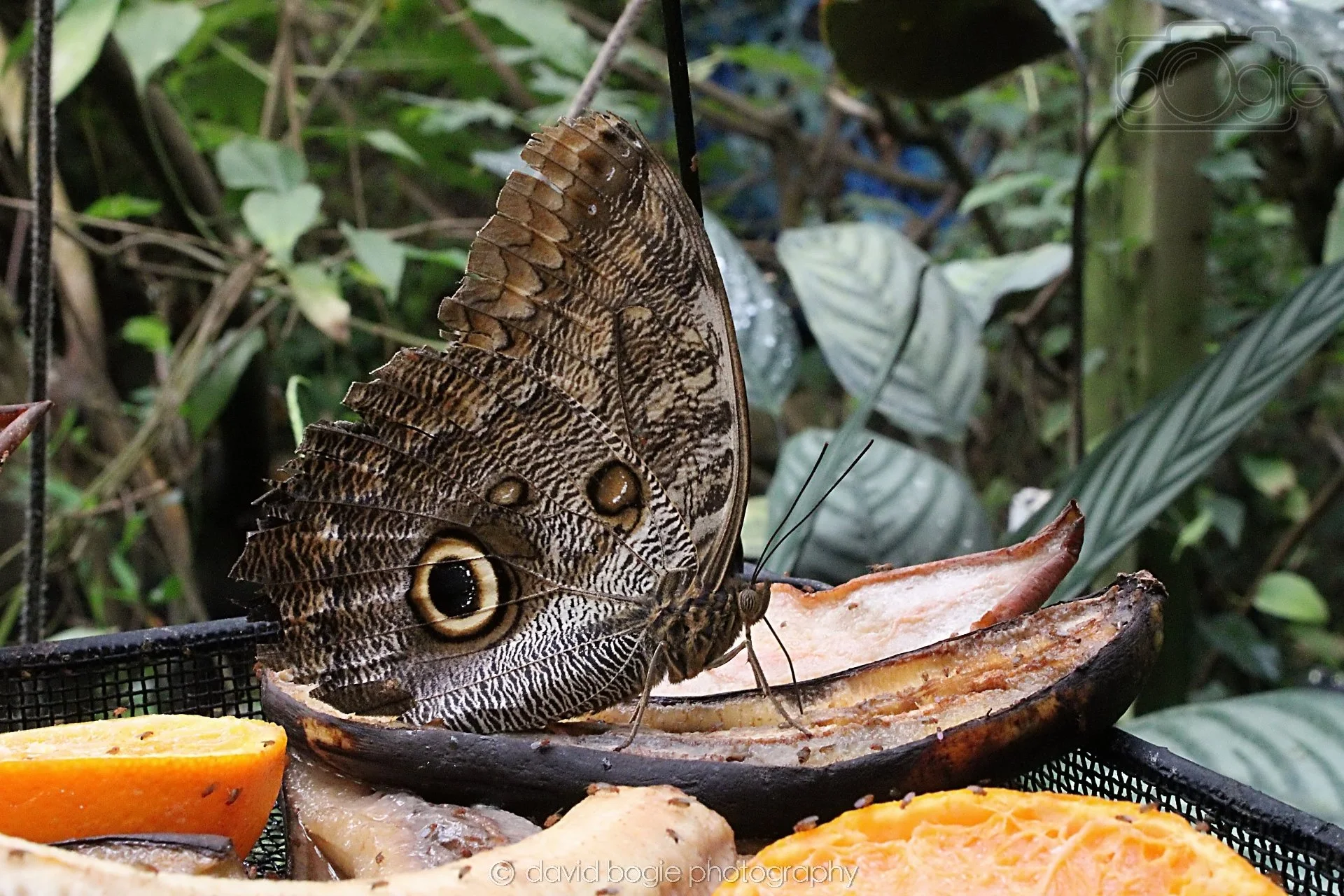 20191019 131038 Butterfly World 0040.jpg
