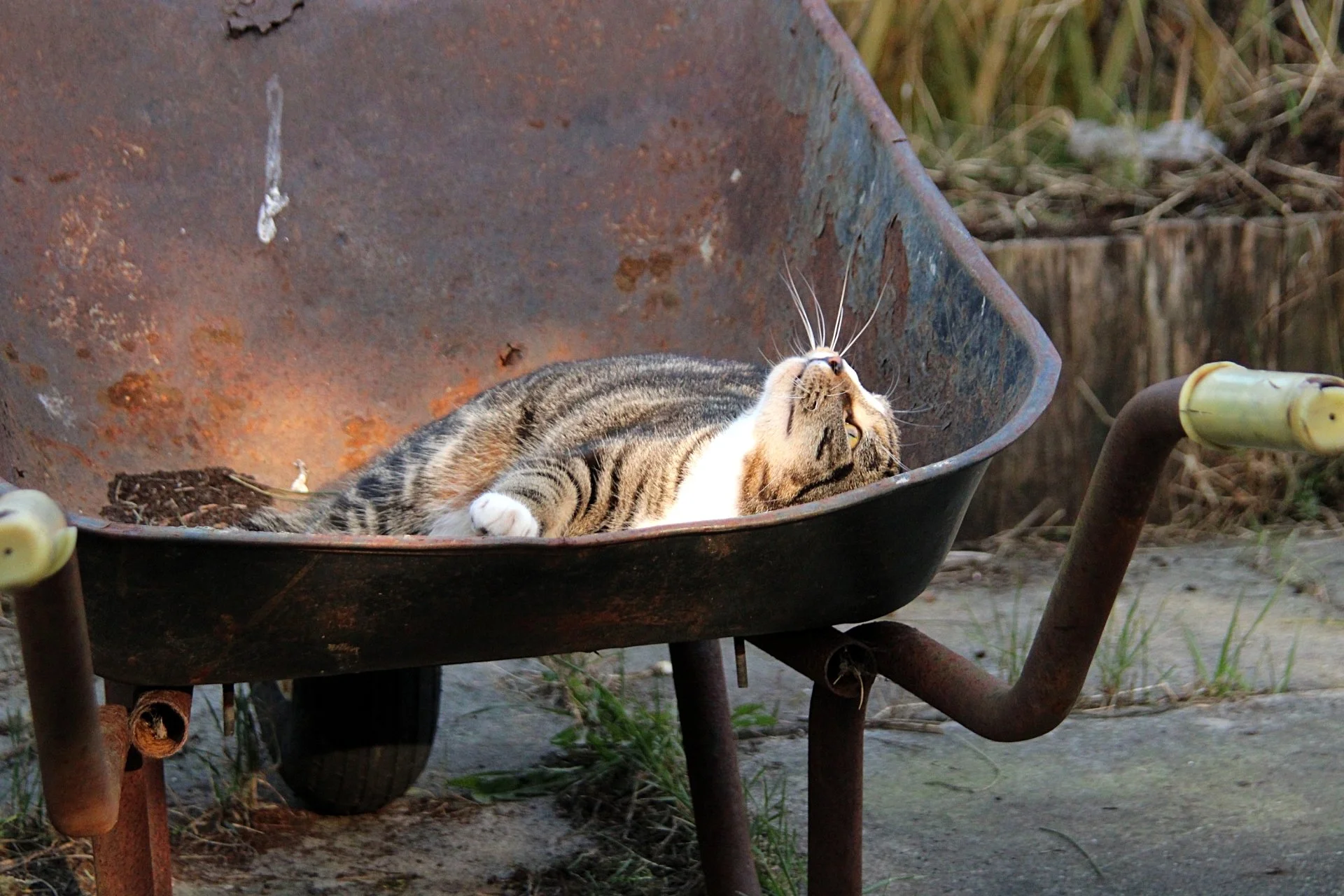 CATS 0158.jpg