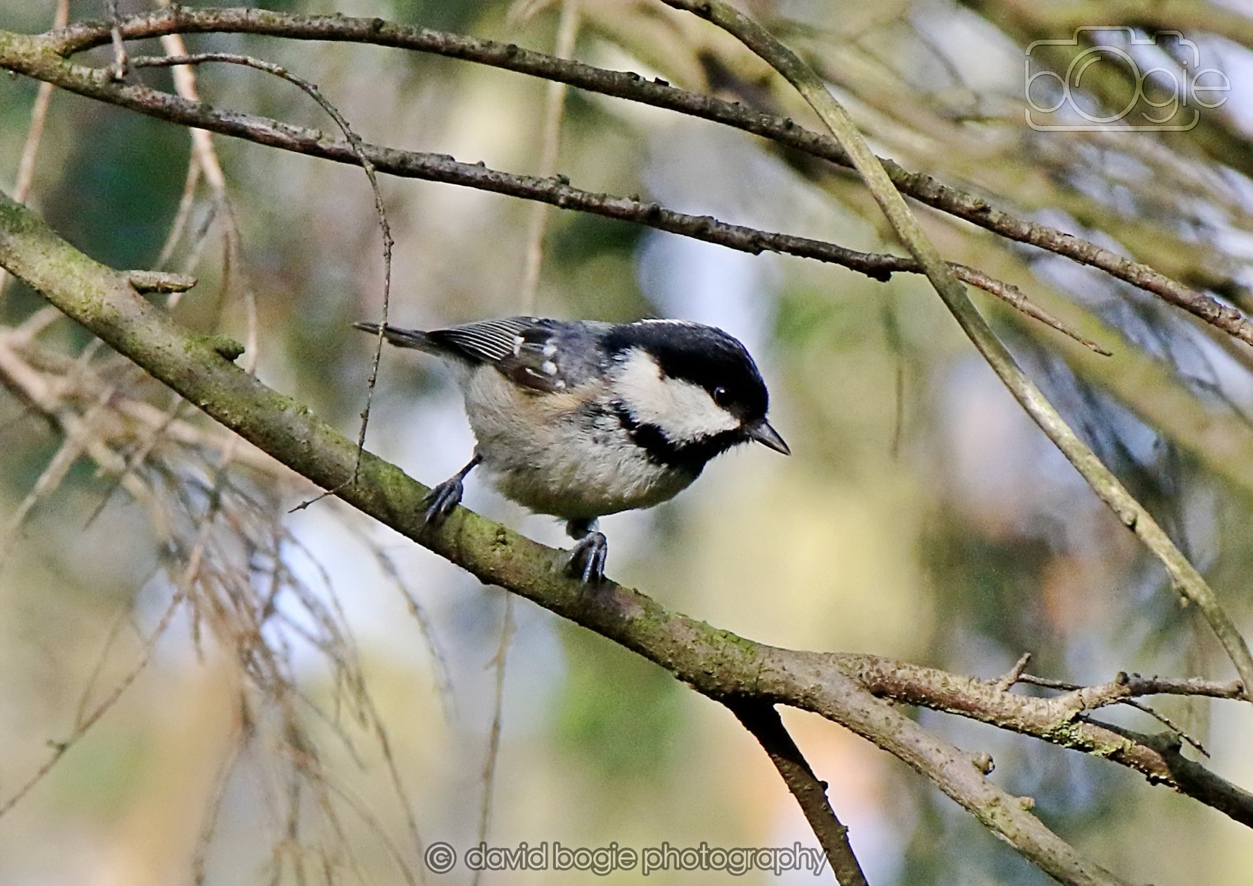 20260322 151927 Dunnikier 0356b.jpg