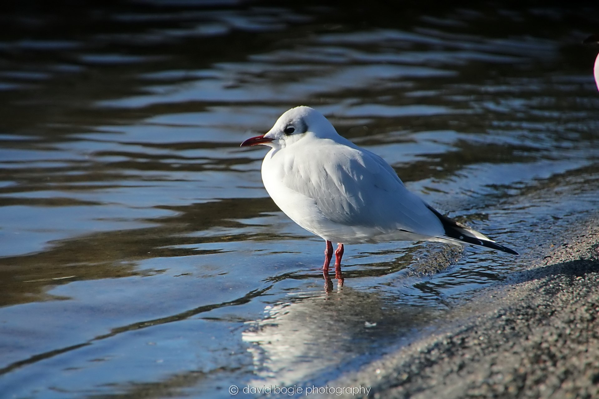 YEAR20240207 Lochore Meadows 0238.jpg
