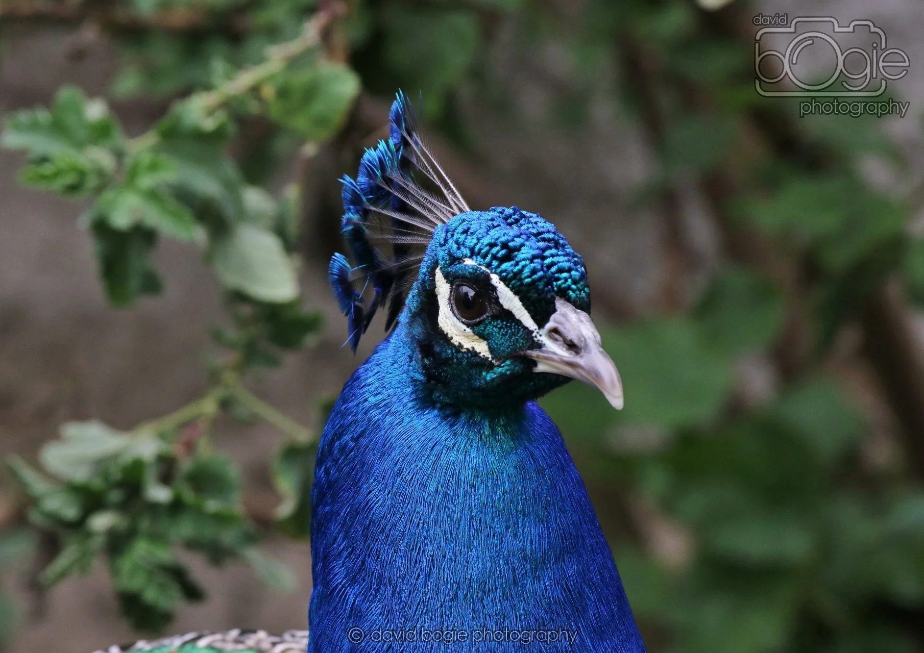 20260324 123315 Pittencrieff Park 0230.jpg