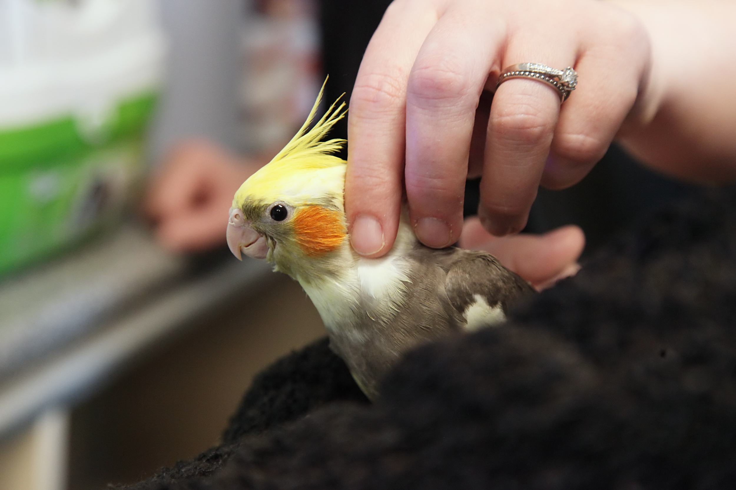 20260212 120618 K&S 0194.png