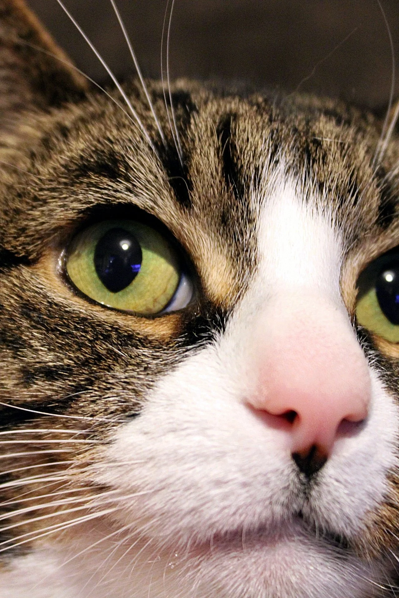 CATS 0010.jpg