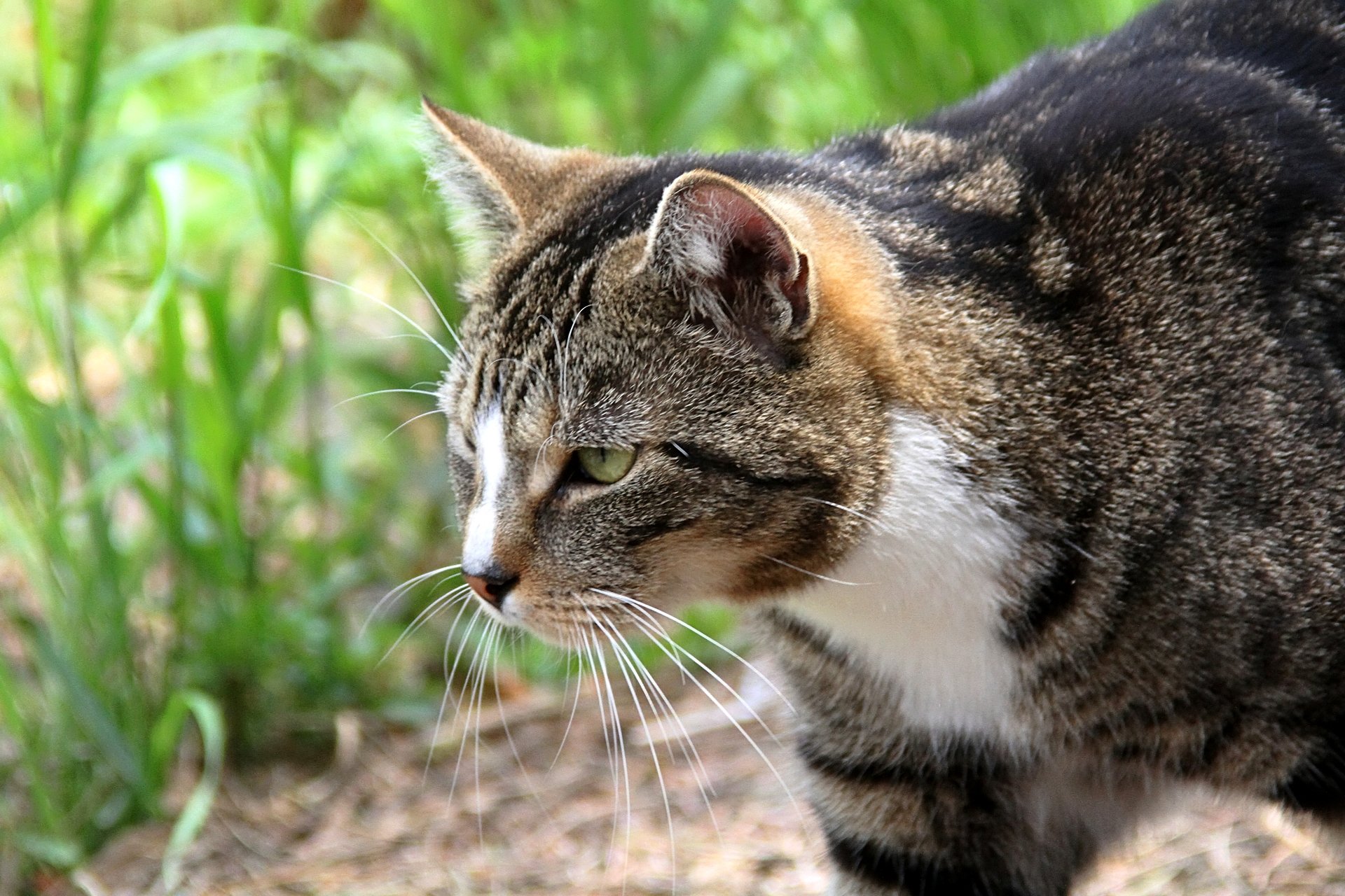 CATS 0372.jpg