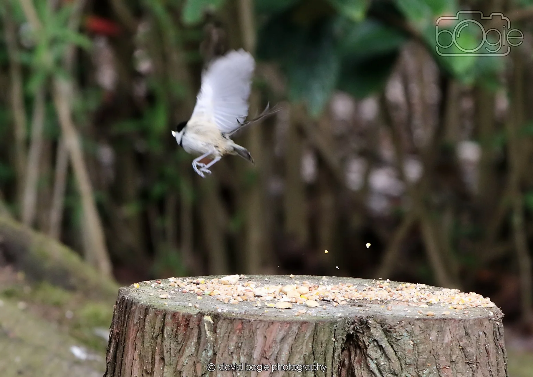 20260330 121546 Dunnikier 0399.jpg