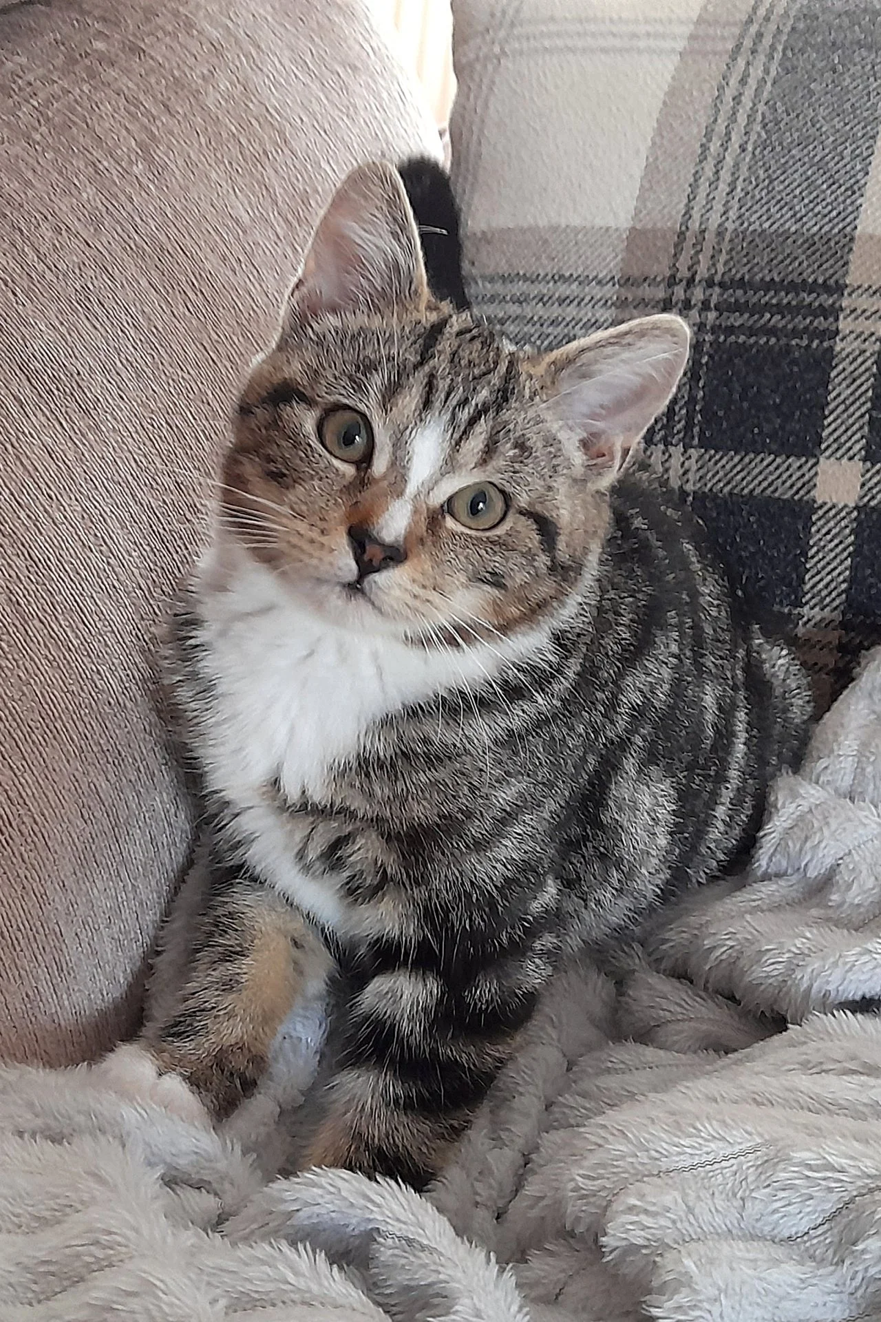 CATS 0075.jpg
