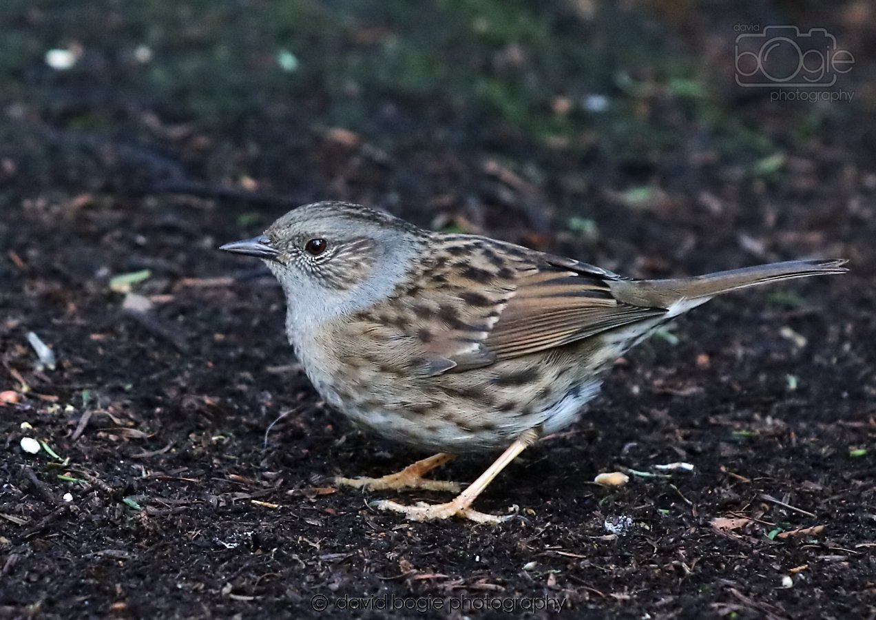 20260306 114830 Dunnikier 0284.jpg