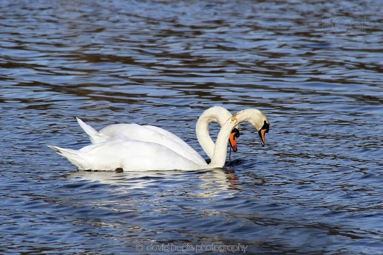 SWAN045
