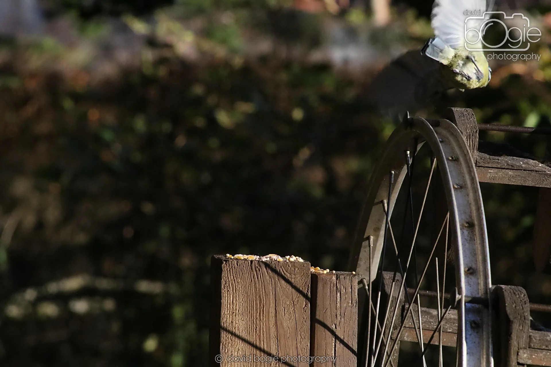 20251125 141438 Silverburn 0653.JPG