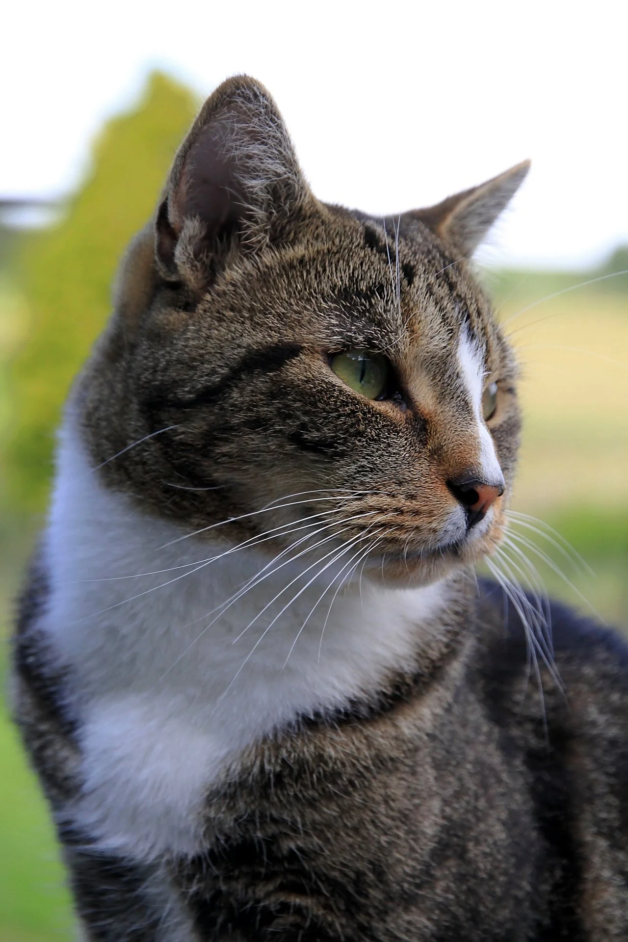 CATS 0439.jpg